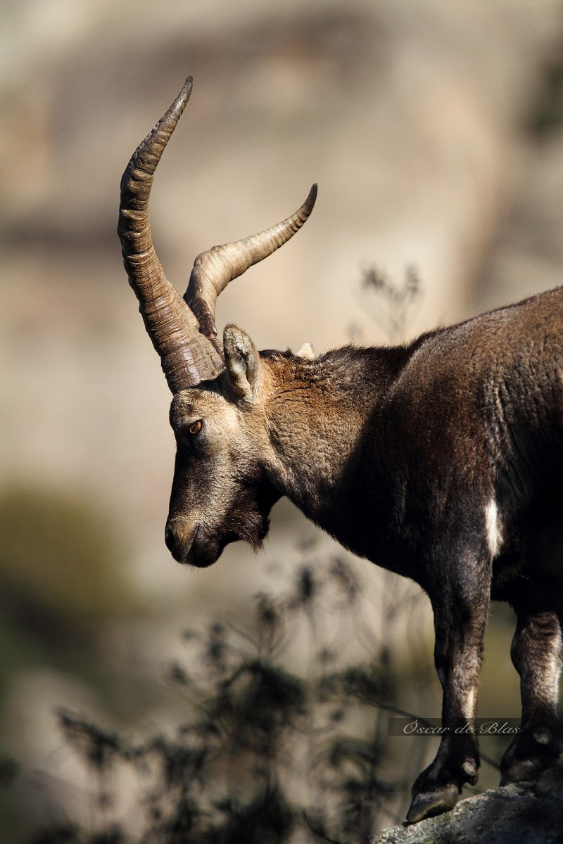 Canon EOS 7D + Sigma 120-300mm F2.8 EX DG HSM sample photo. Wild iberian ibex photography