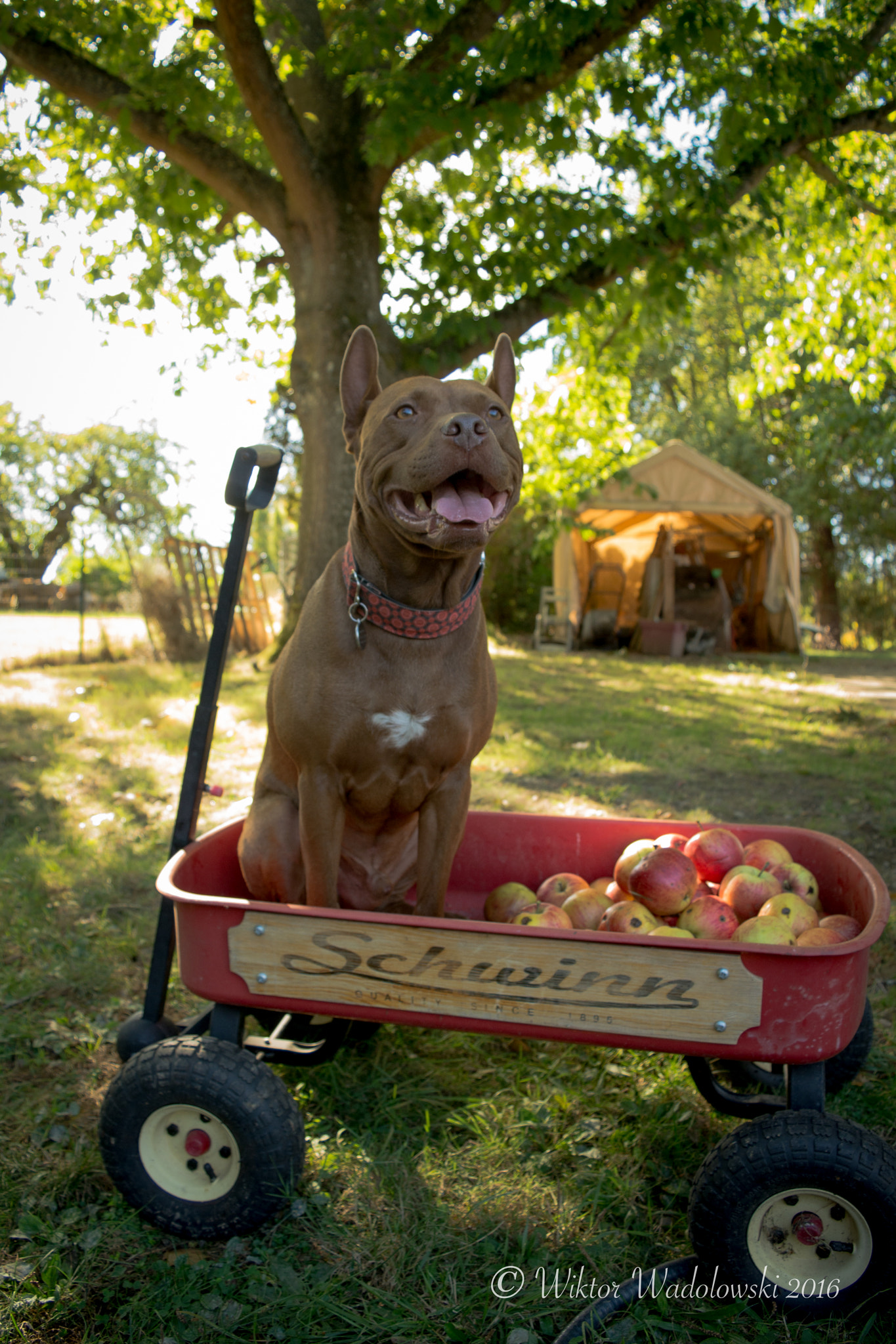 Nikon D600 sample photo. Apple picking photography