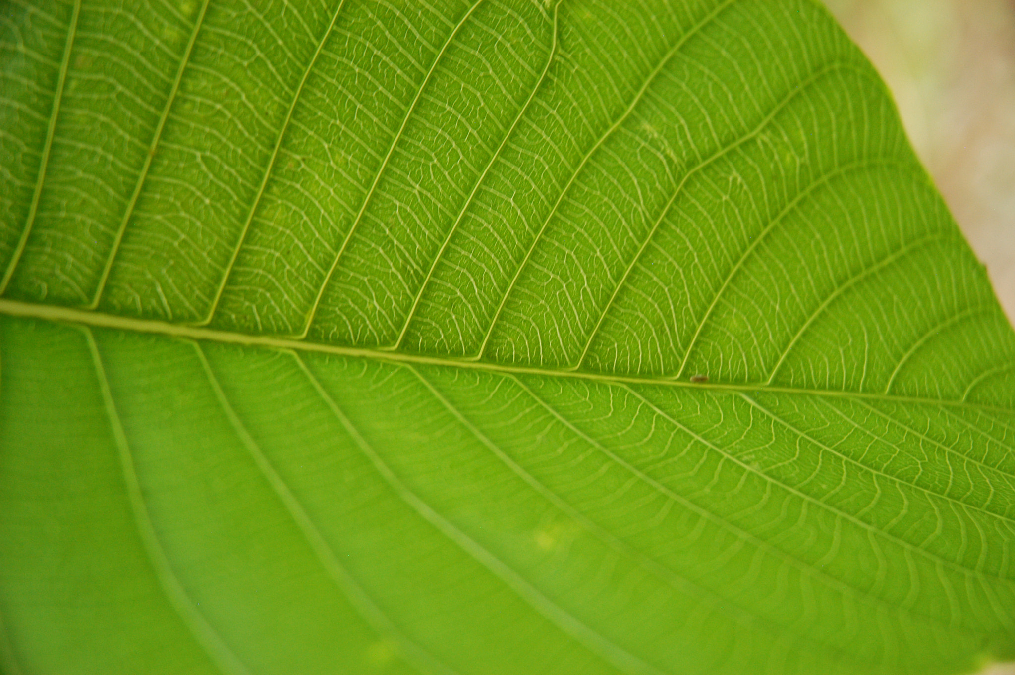 Nikon D100 sample photo. Leaf veins photography