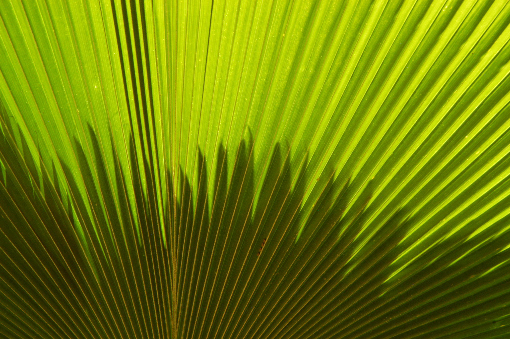 Nikon D100 sample photo. Fan photography