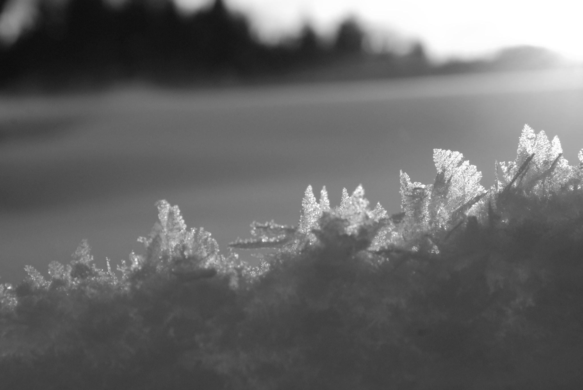 Nikon D200 sample photo. Frost trees photography