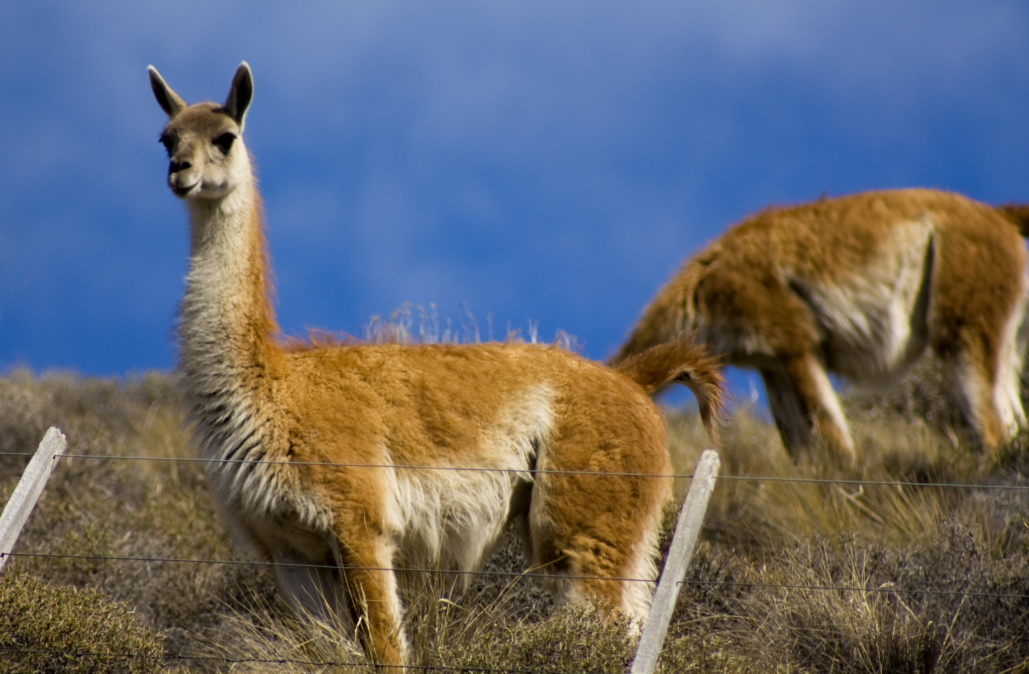 Canon EF 75-300mm f/4-5.6 USM sample photo. Guanacos lv photography