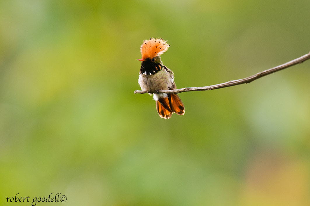 Nikon AF-S Nikkor 500mm F4G ED VR sample photo. Spangled coquette photography