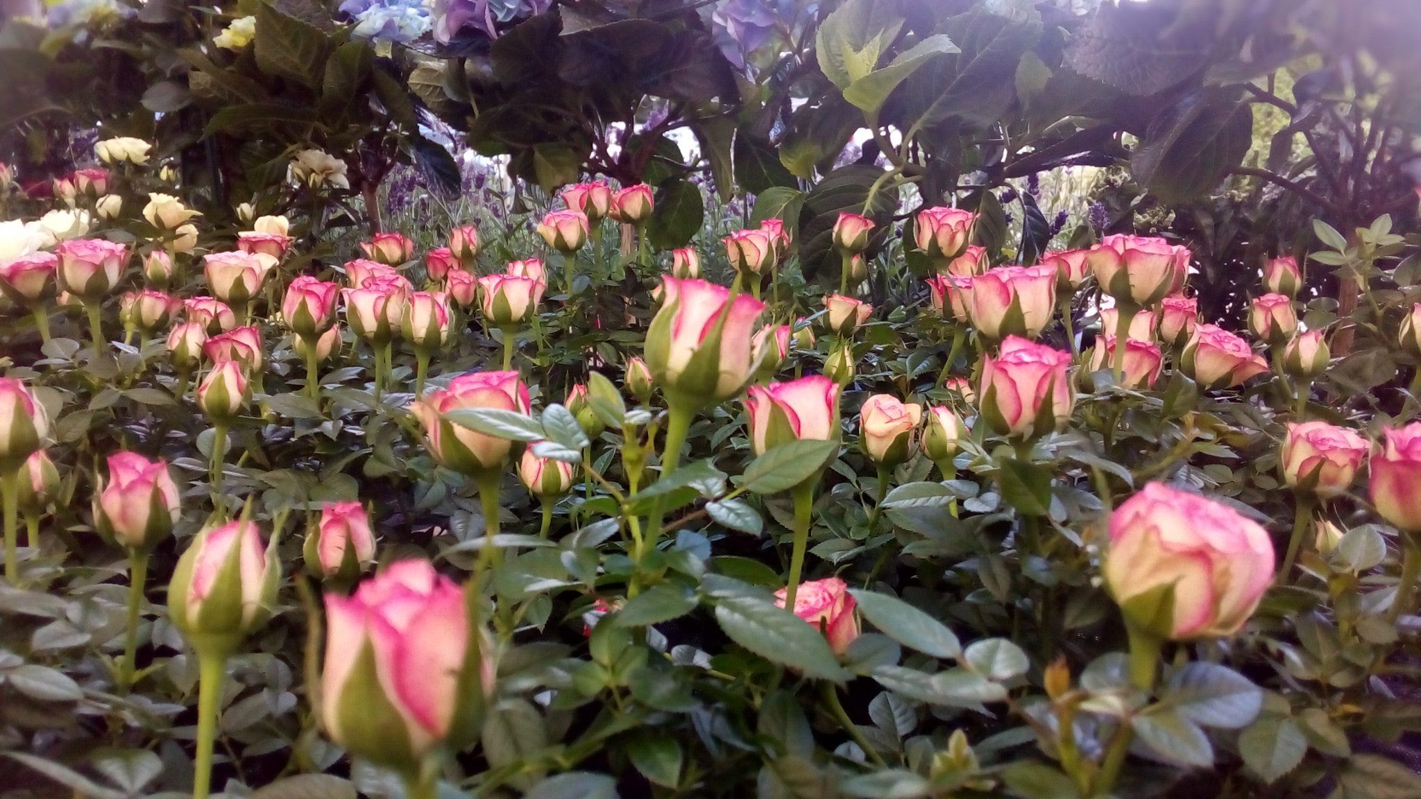 ASUS Zenfone Go (ASUS_Z00VD) sample photo