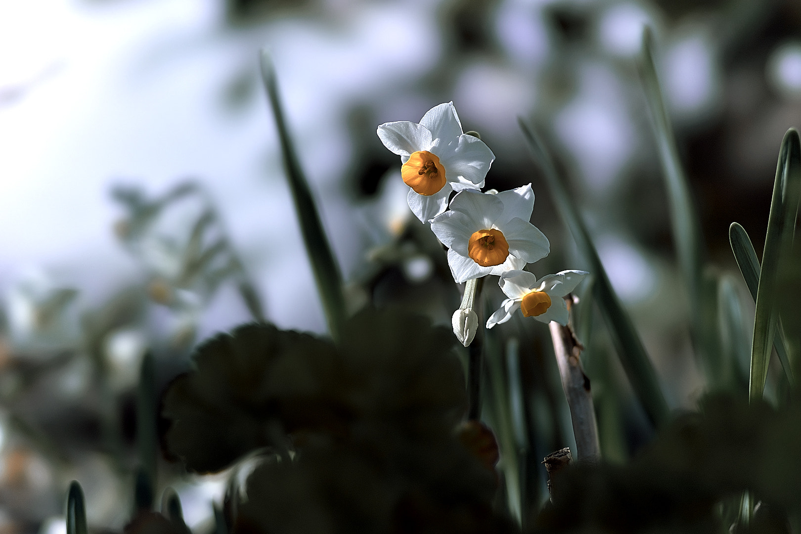 135mm F2.8[T4.5] STF sample photo. 水仙 photography