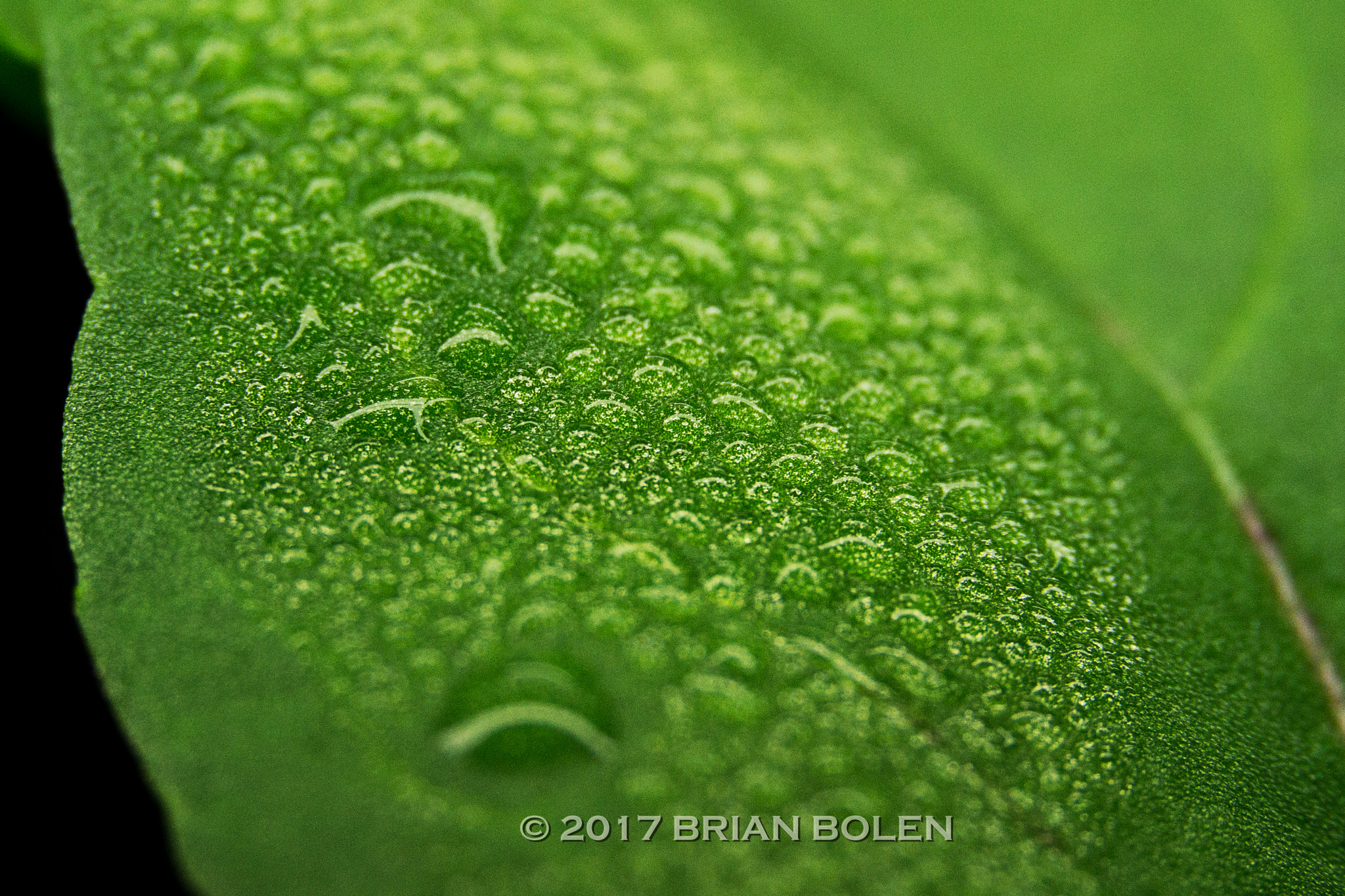 Sony SLT-A37 sample photo. Arugula condensation photography