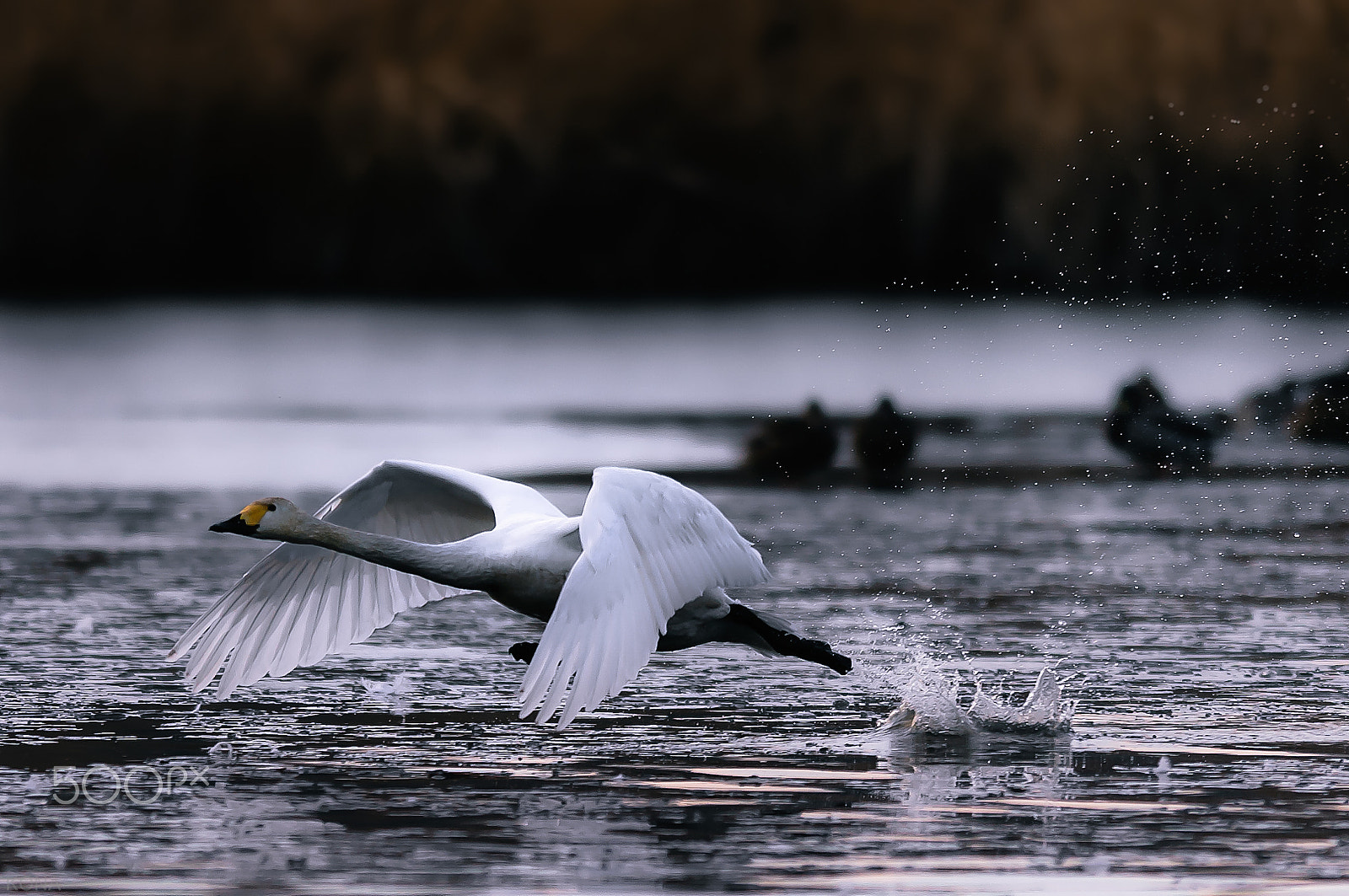 Nikon D3 sample photo. Swan photography