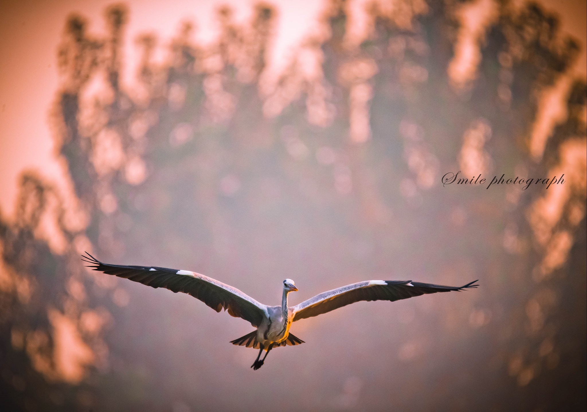 Sigma 150-600mm F5-6.3 DG OS HSM | C sample photo. 凤凰于飞 photography