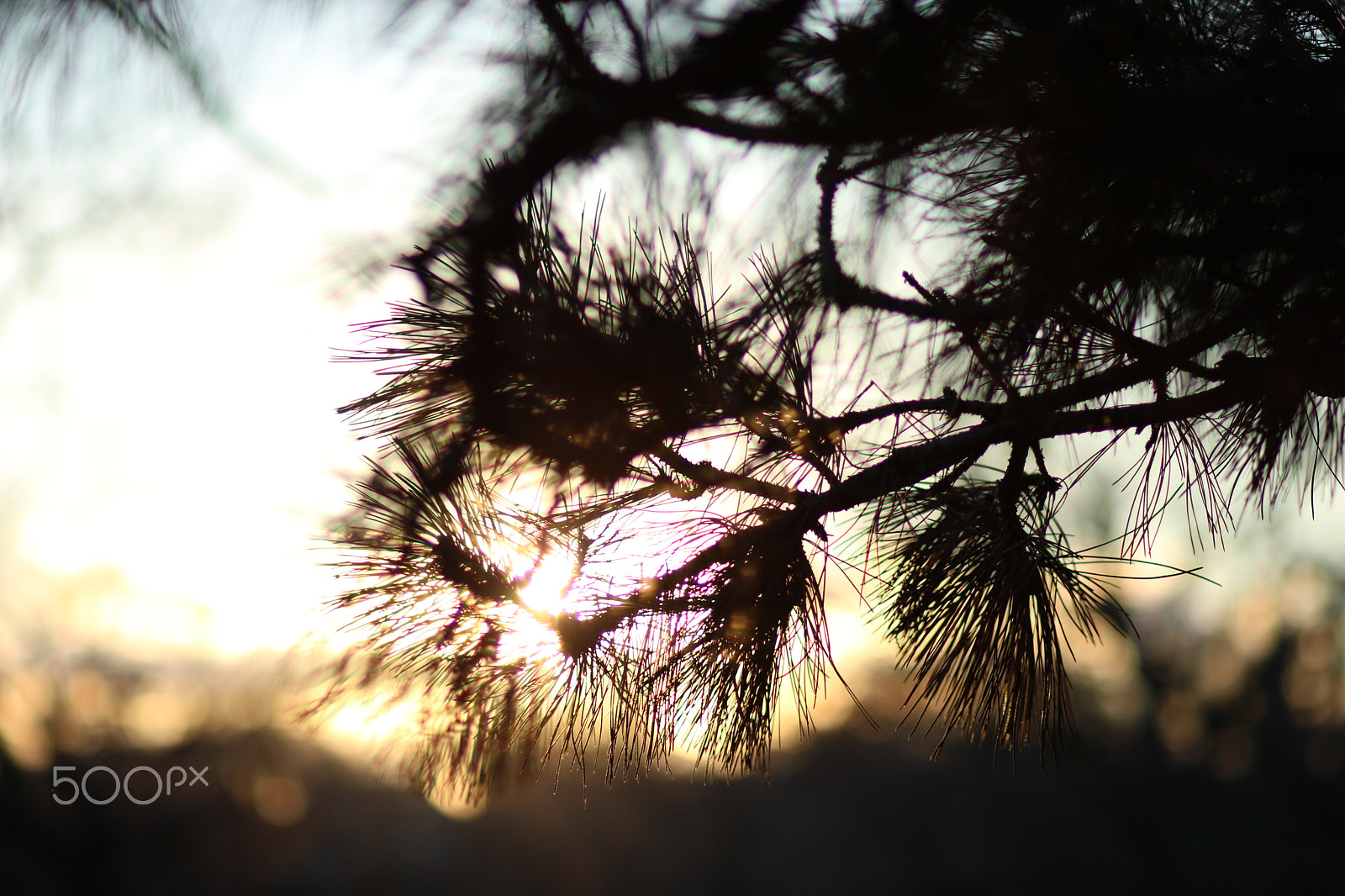 Canon EF 85mm F1.8 USM sample photo. Img photography