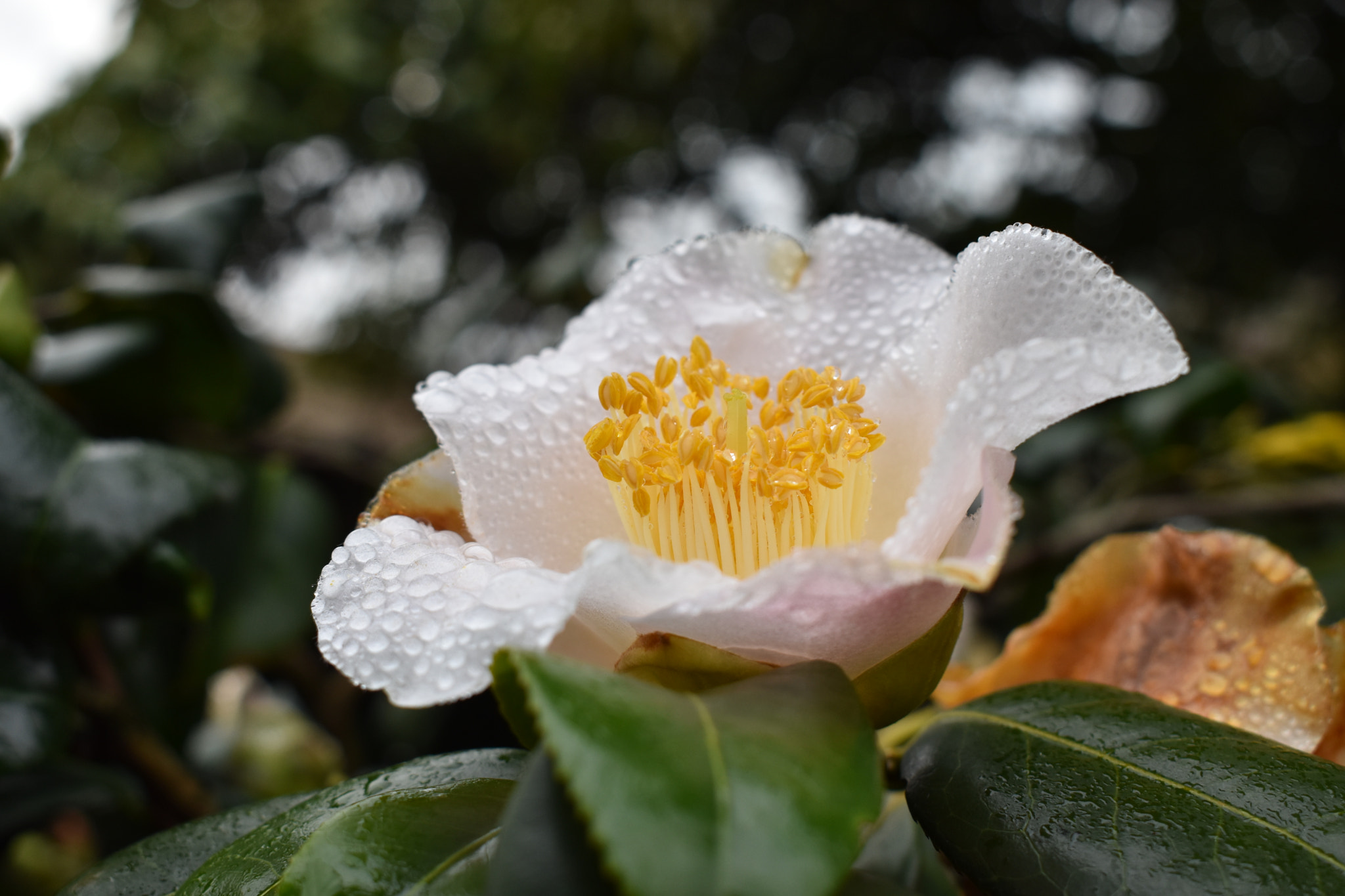 Flor da Camelia com gotas de agua