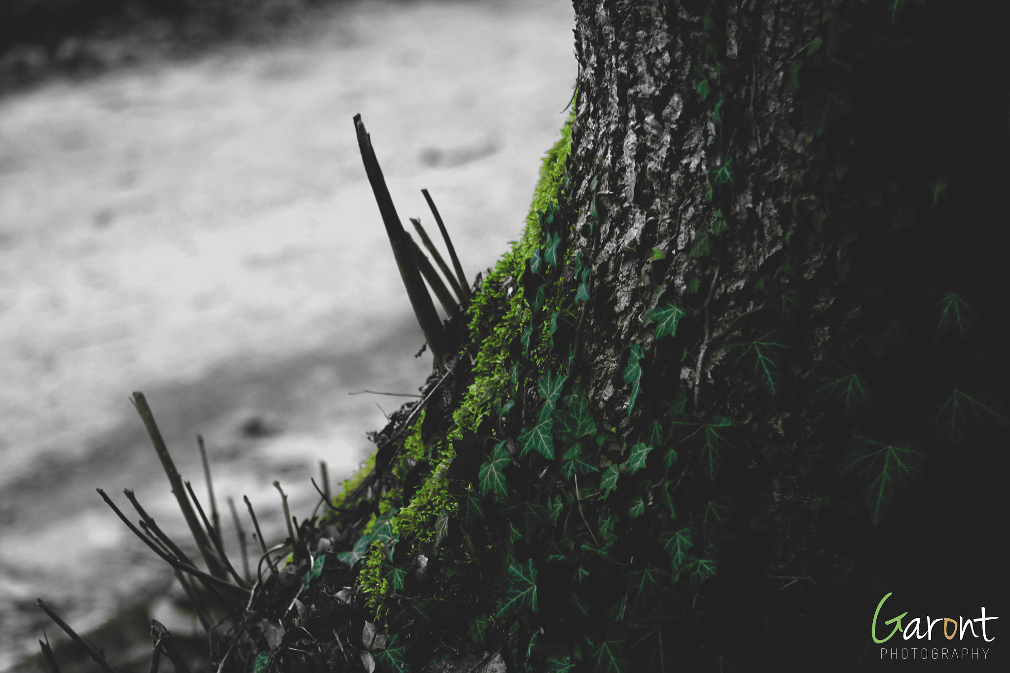 Canon EOS 1300D (EOS Rebel T6 / EOS Kiss X80) + EF75-300mm f/4-5.6 sample photo. Mossy moss moss photography