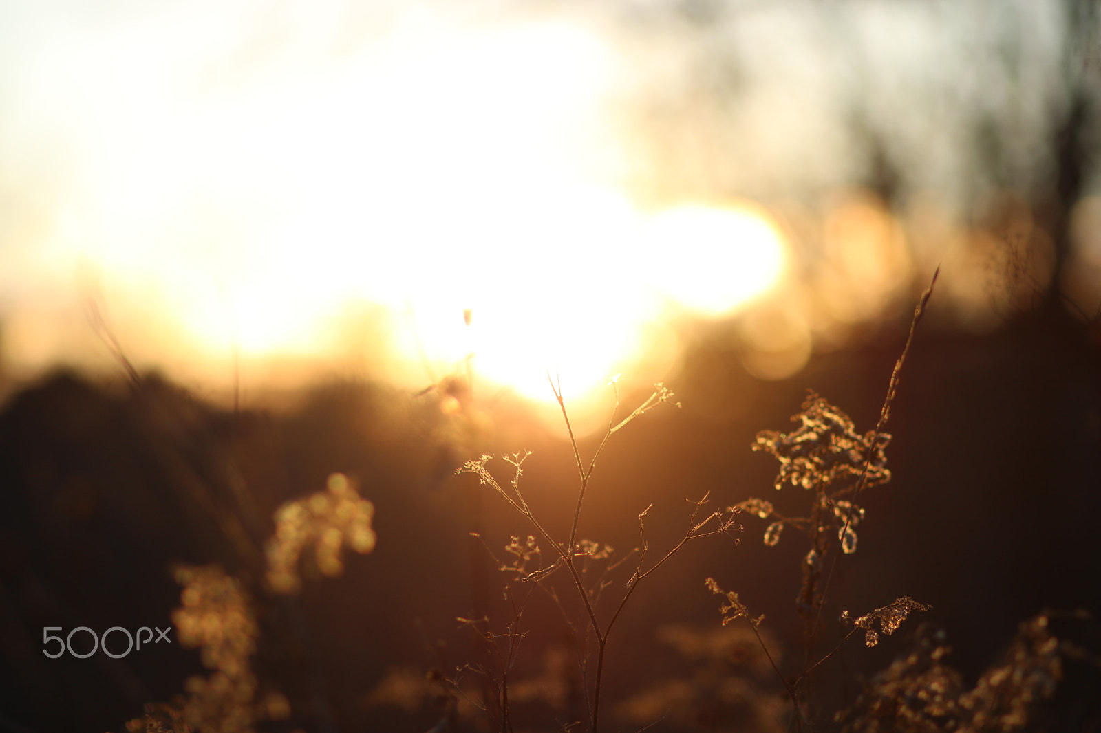 Canon EF 85mm F1.8 USM sample photo. Img photography