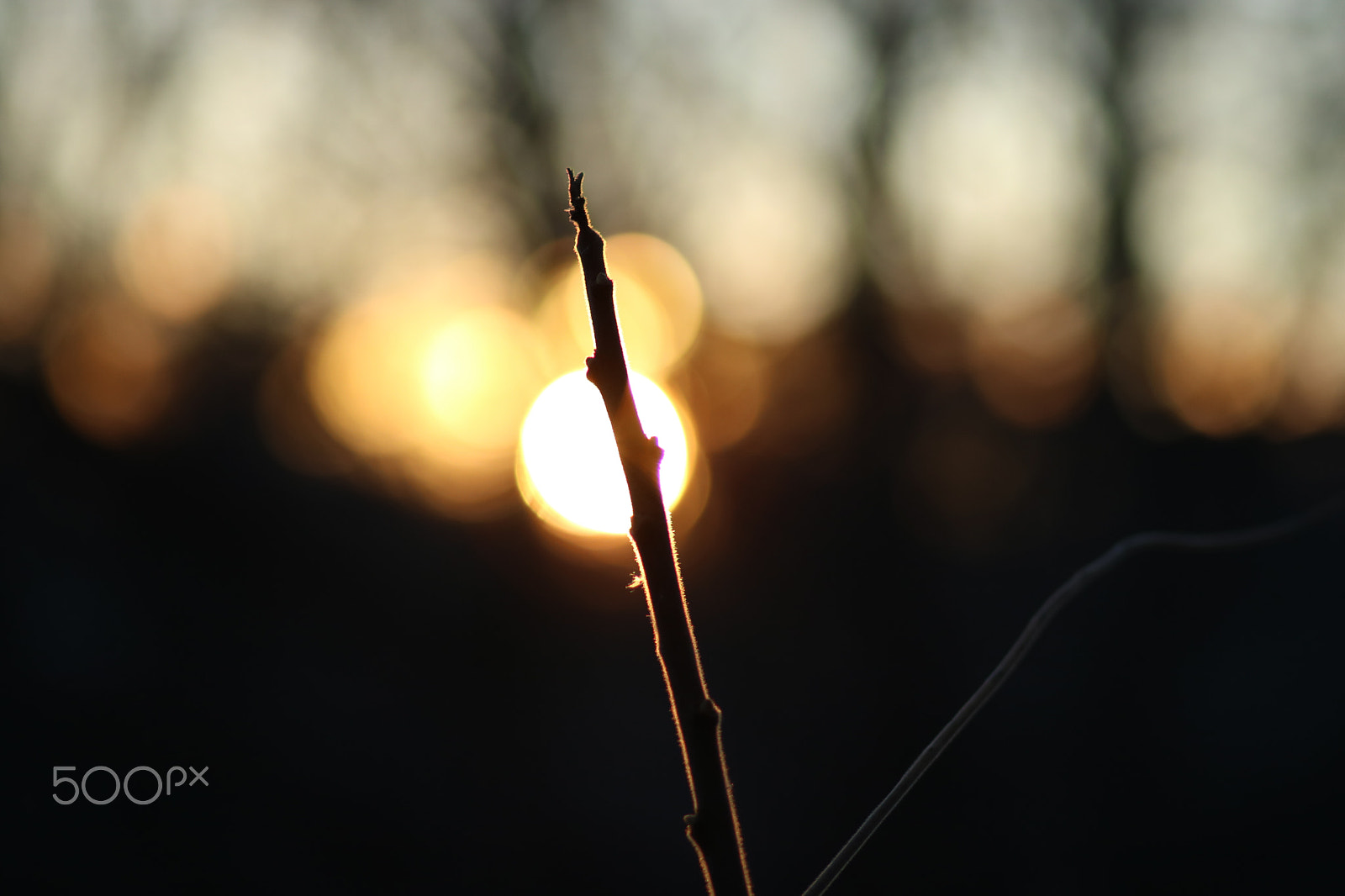 Canon EF 85mm F1.8 USM sample photo. Img photography