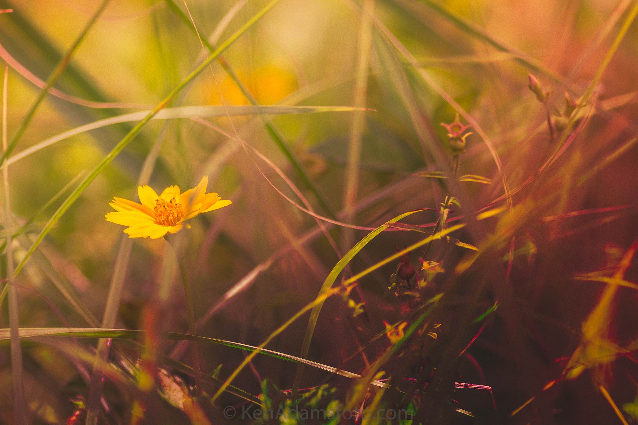Canon EOS 600D (Rebel EOS T3i / EOS Kiss X5) + Canon EF 400mm F5.6L USM sample photo. Wild daisy photography
