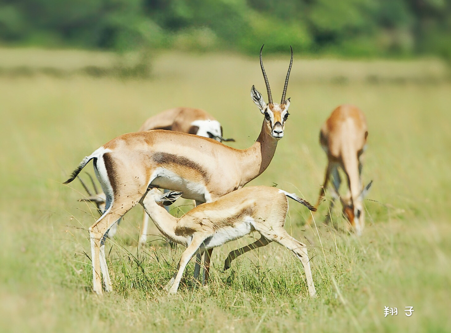 Canon EOS-1D X + Canon EF 500mm F4L IS USM sample photo. Lamb eat breakfast! photography