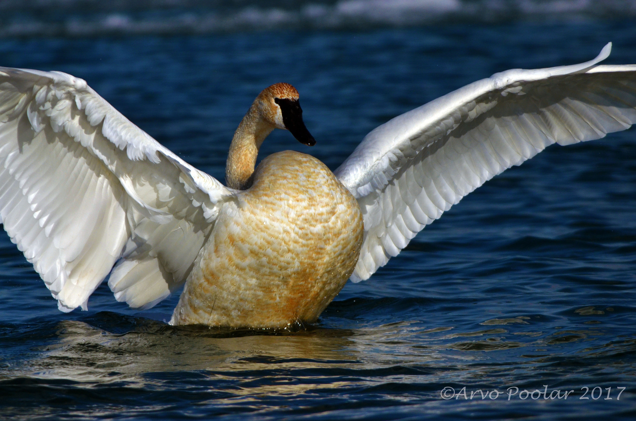Nikon D7000 sample photo. Trumpeter swans photography