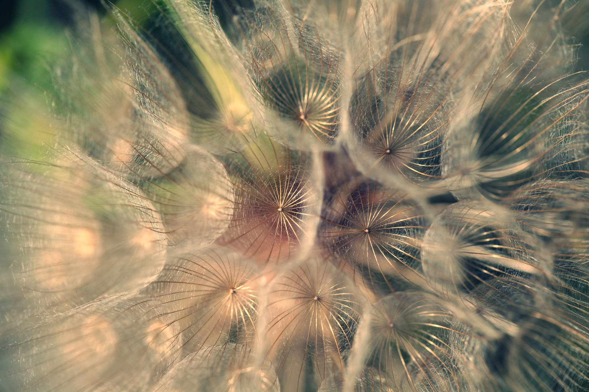 Canon EF 100mm F2.8 Macro USM sample photo. Cross photography