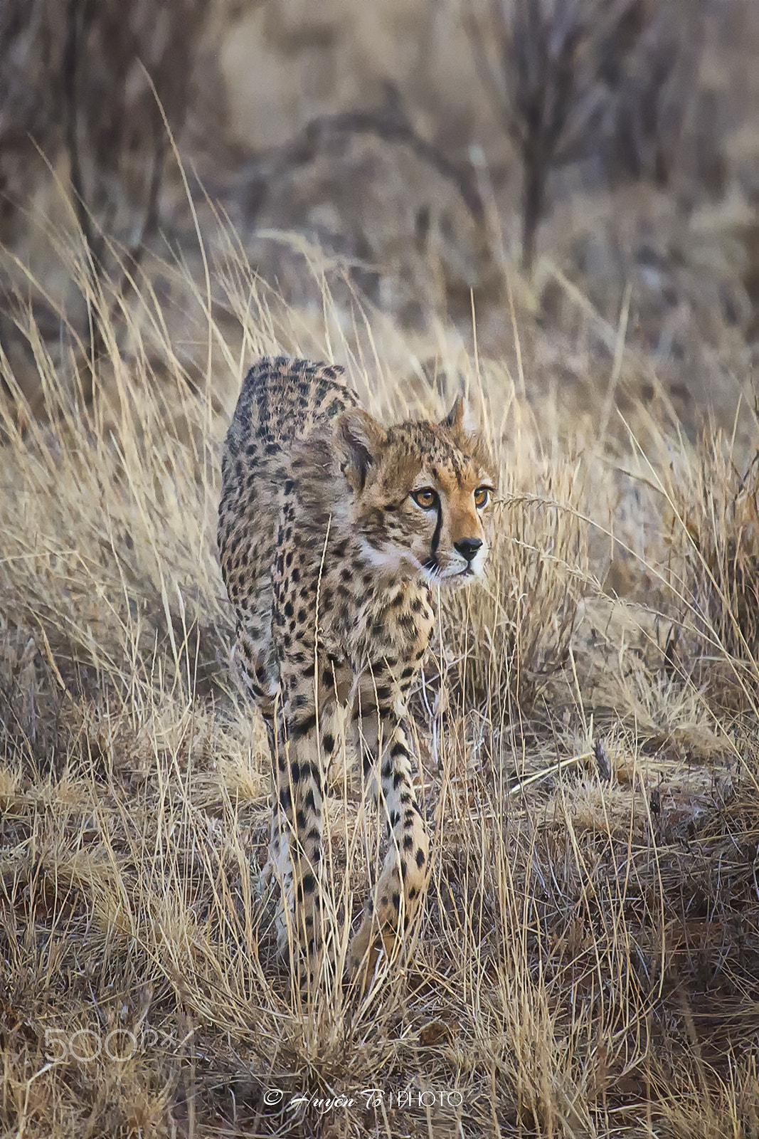 Canon EOS-1D X sample photo. Cheetah photography