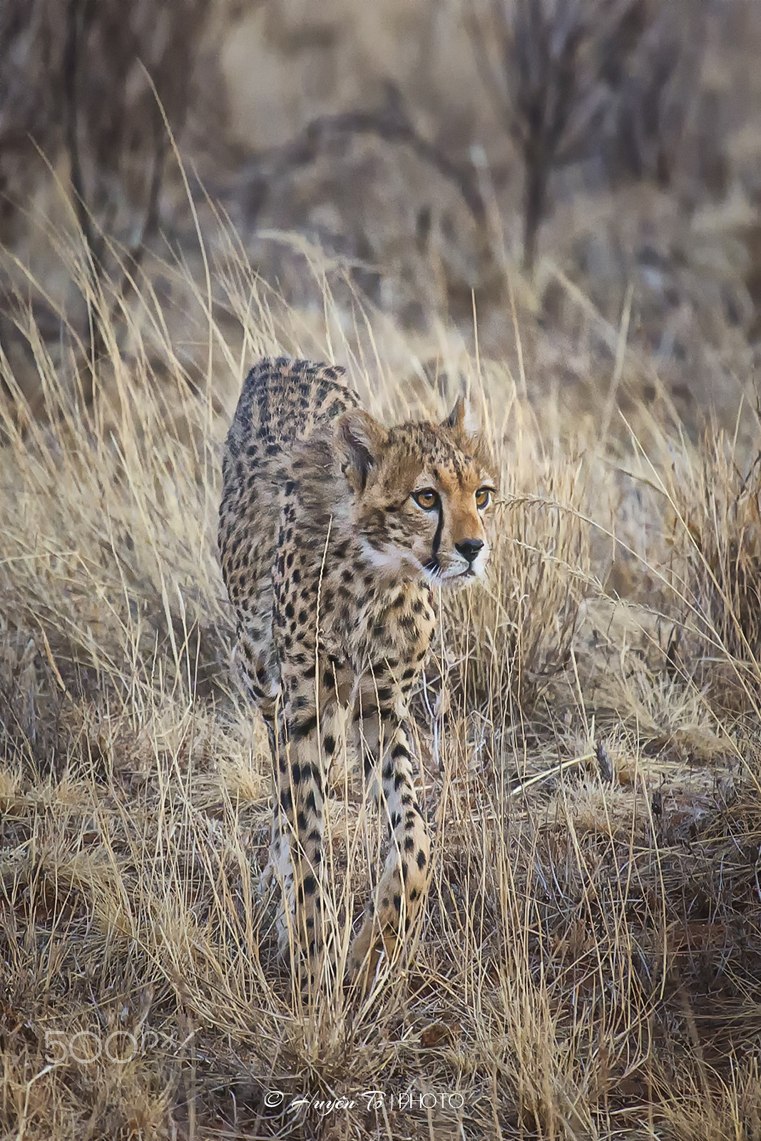 Canon EF 100-400mm F4.5-5.6L IS USM sample photo. Cheetah photography