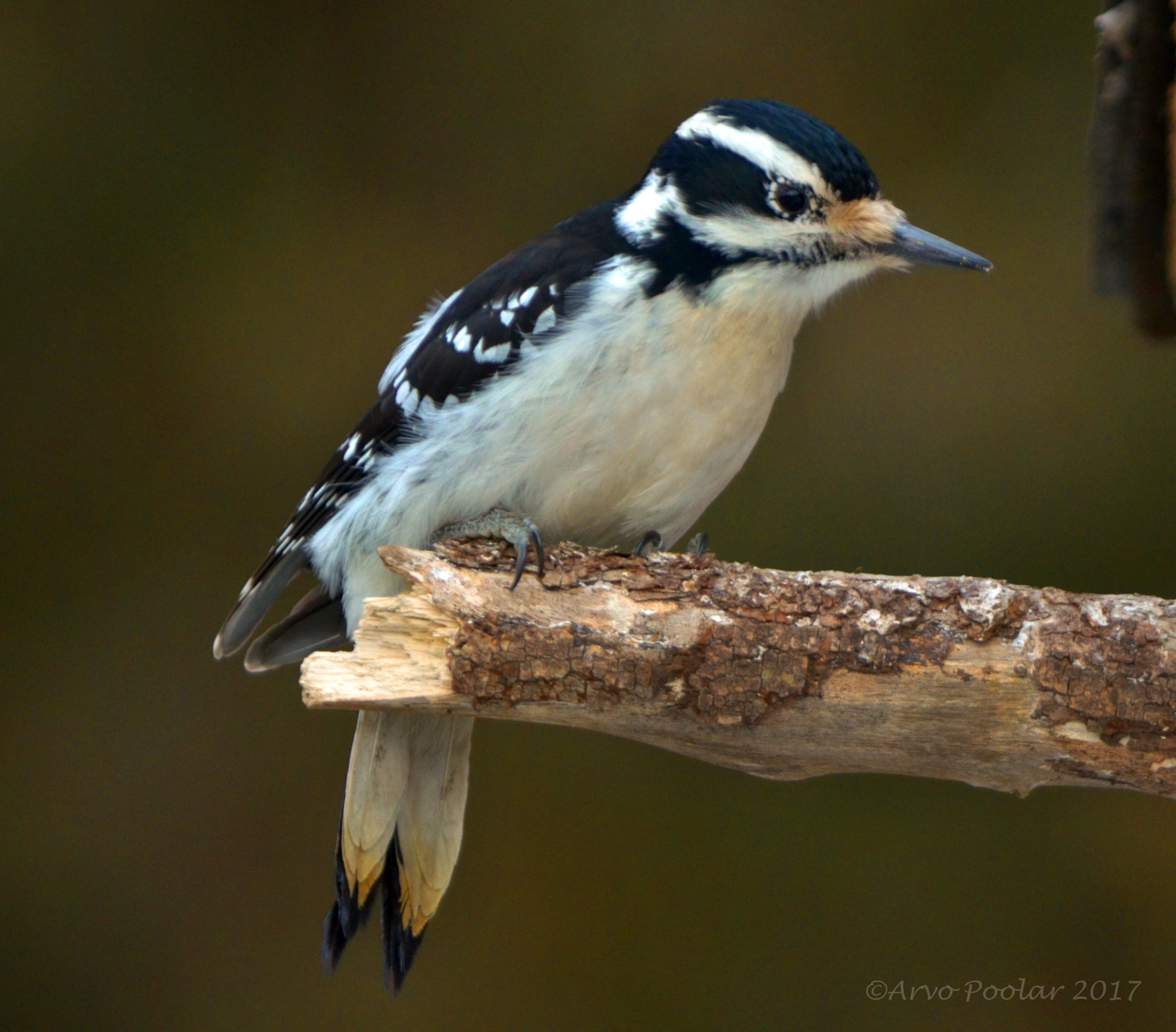 Nikon D7000 sample photo. Downy woodpecker photography