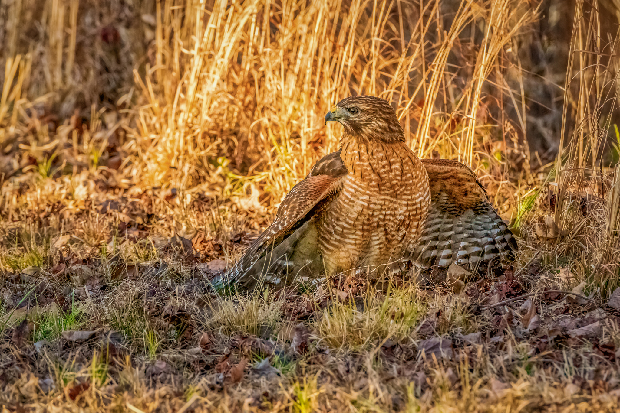 Sony a7R II + Tamron SP 150-600mm F5-6.3 Di VC USD sample photo. Hiding a meal photography