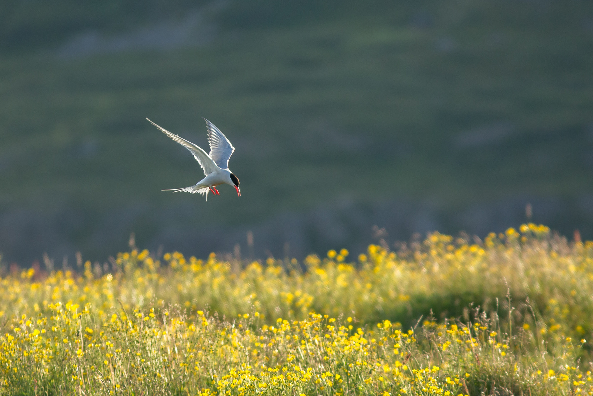 Canon EOS 6D + Canon EF 300mm F4L IS USM sample photo. Arctic tern photography