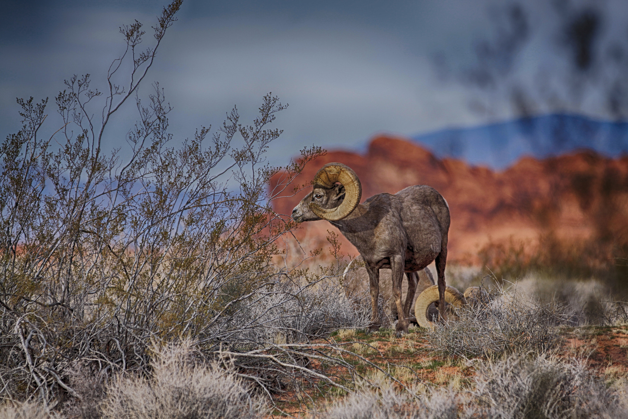 Canon EOS 50D sample photo. Valley of fire ram photography