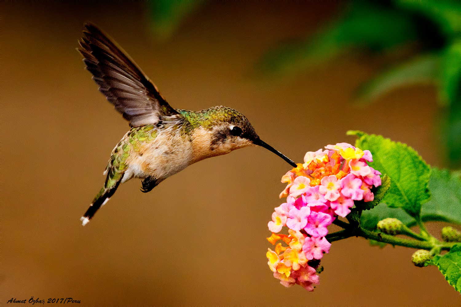 Nikon AF-S Nikkor 200-500mm F5.6E ED VR sample photo. (hummingbird photography