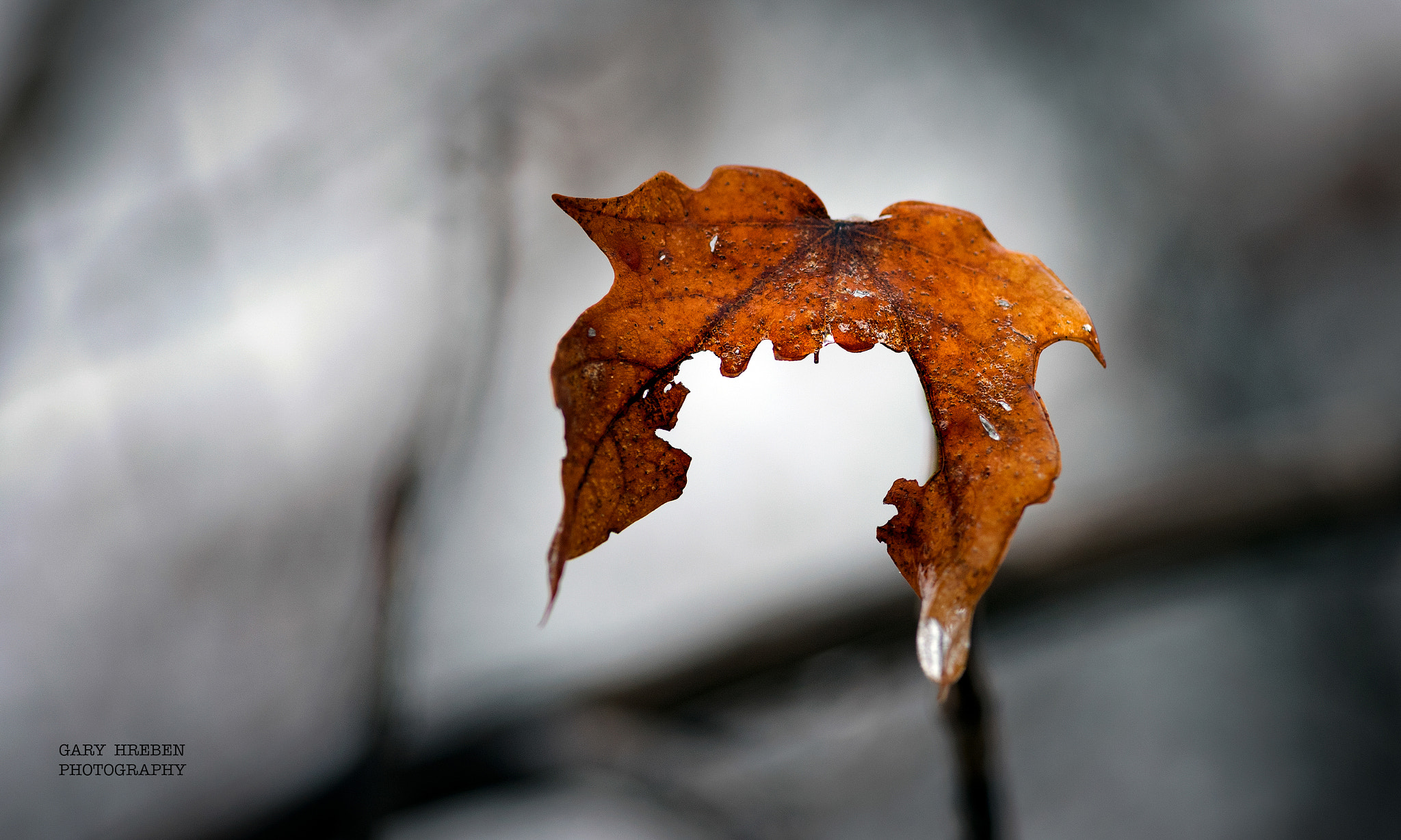 Tokina AT-X Pro 100mm F2.8 Macro sample photo. I am still here photography