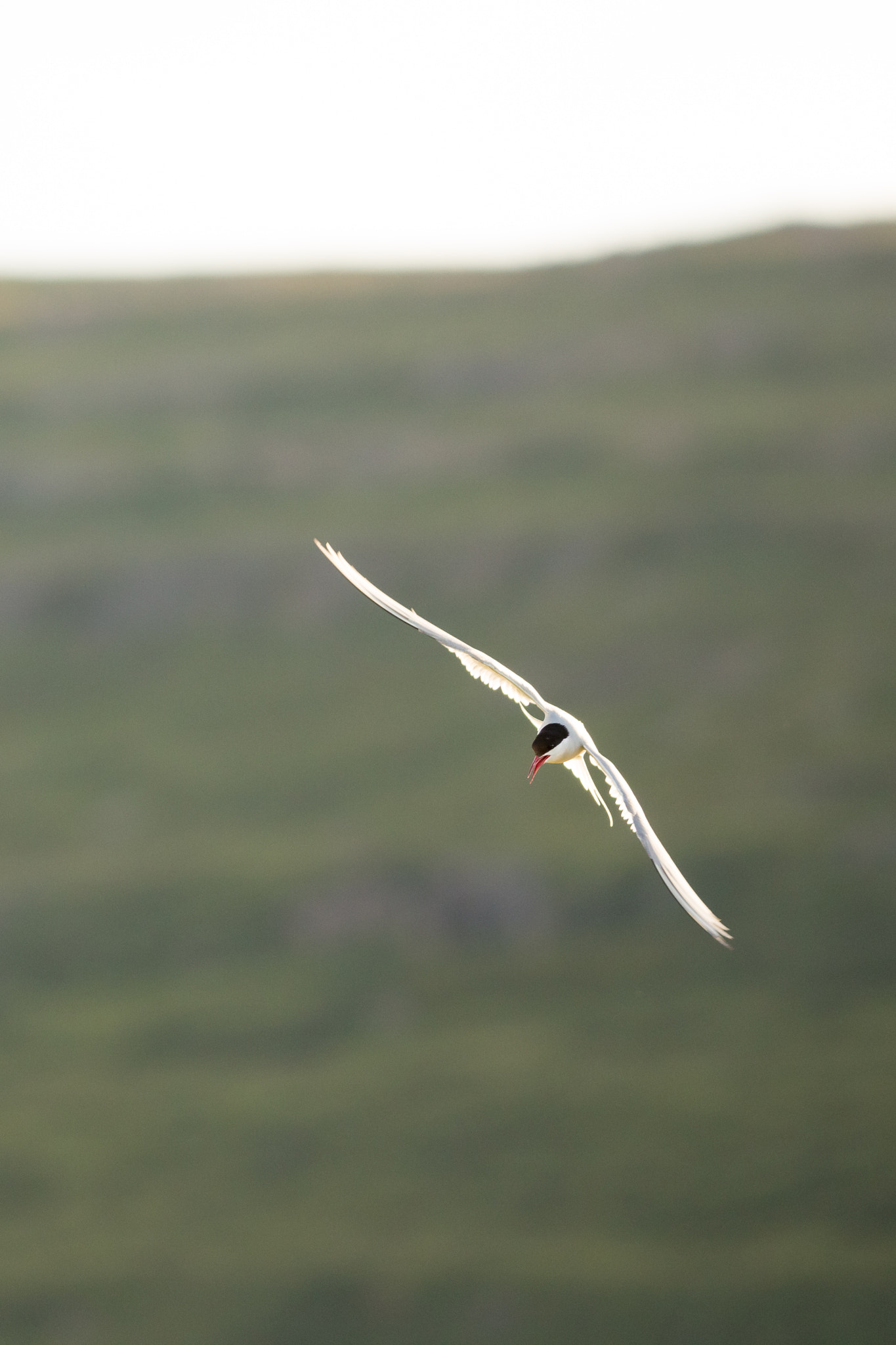 Canon EOS 6D + Canon EF 300mm F4L IS USM sample photo. Turning tern photography