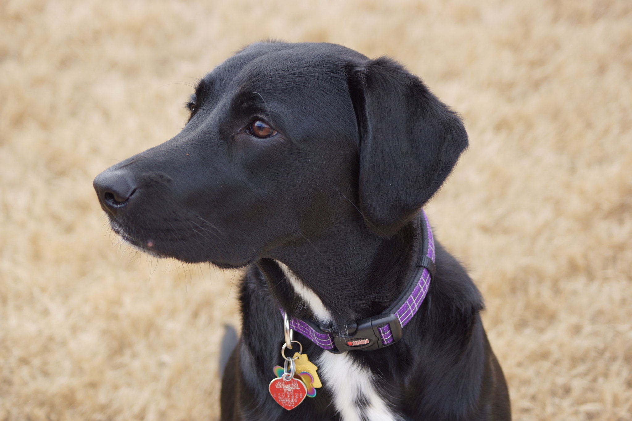 Sony DT 55-200mm F4-5.6 SAM sample photo