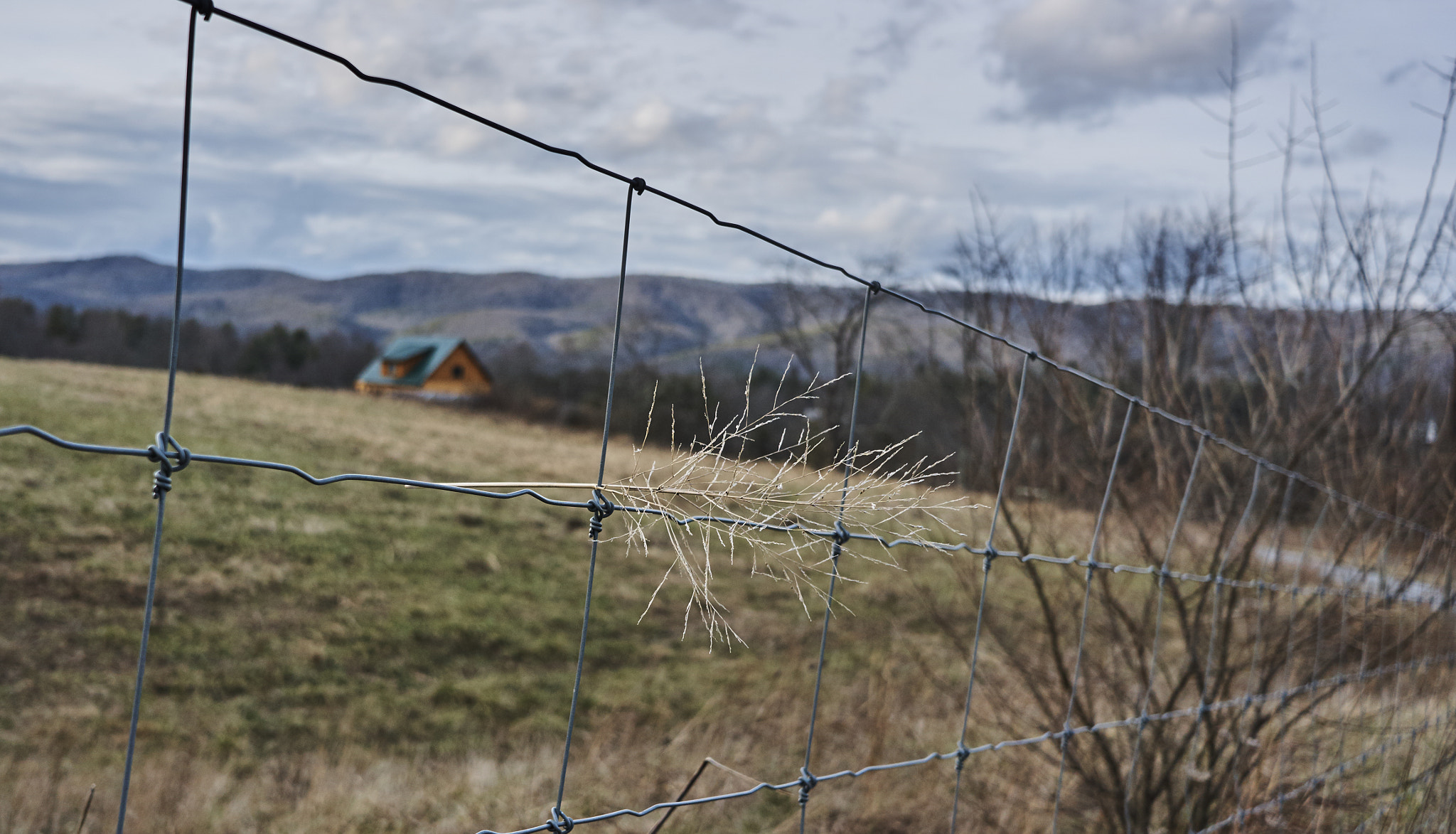 Sony E 20mm F2.8 sample photo. Stuck in fence photography