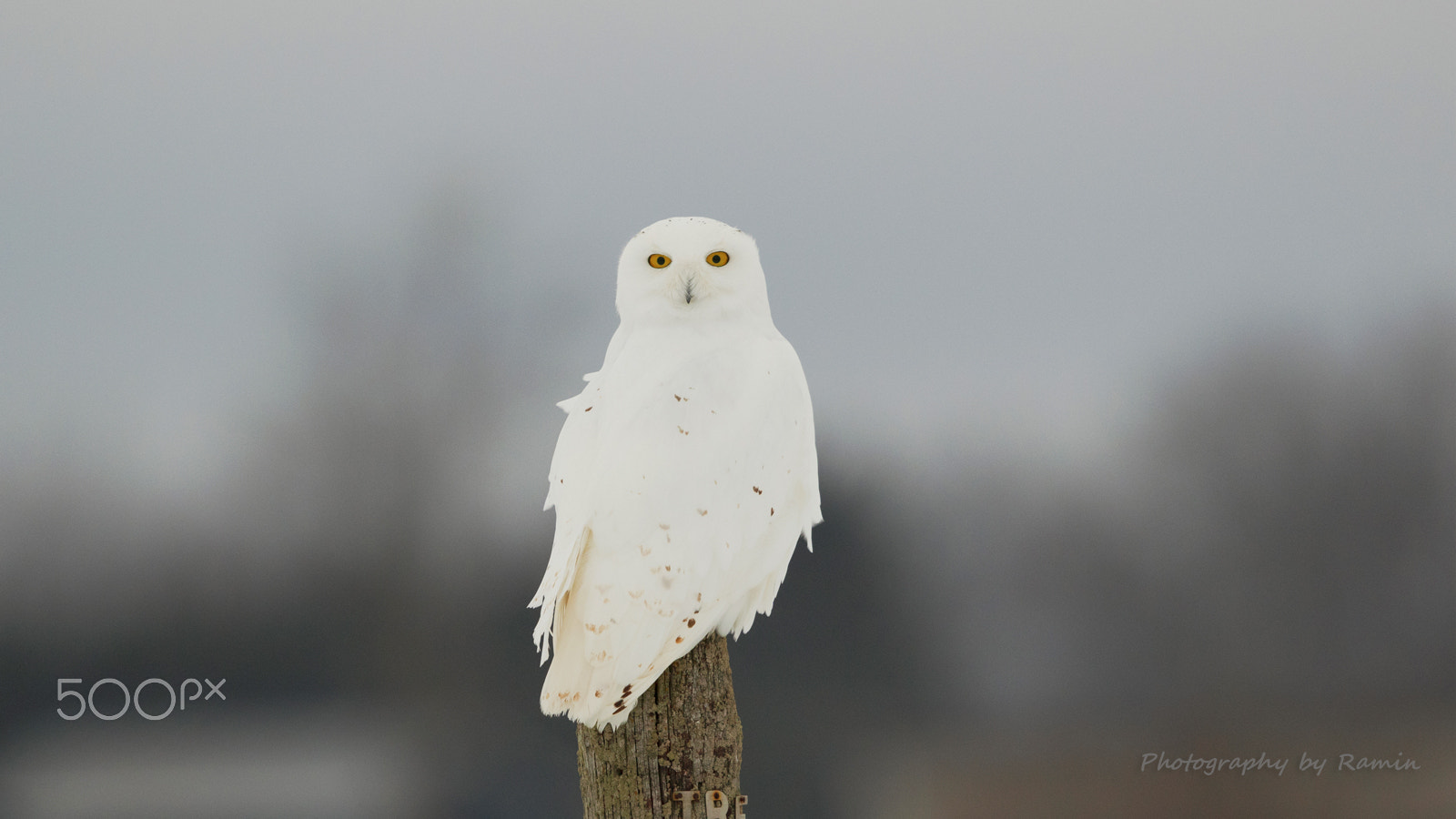 Canon EF 500mm F4L IS II USM sample photo. Catch of the day  !!! photography