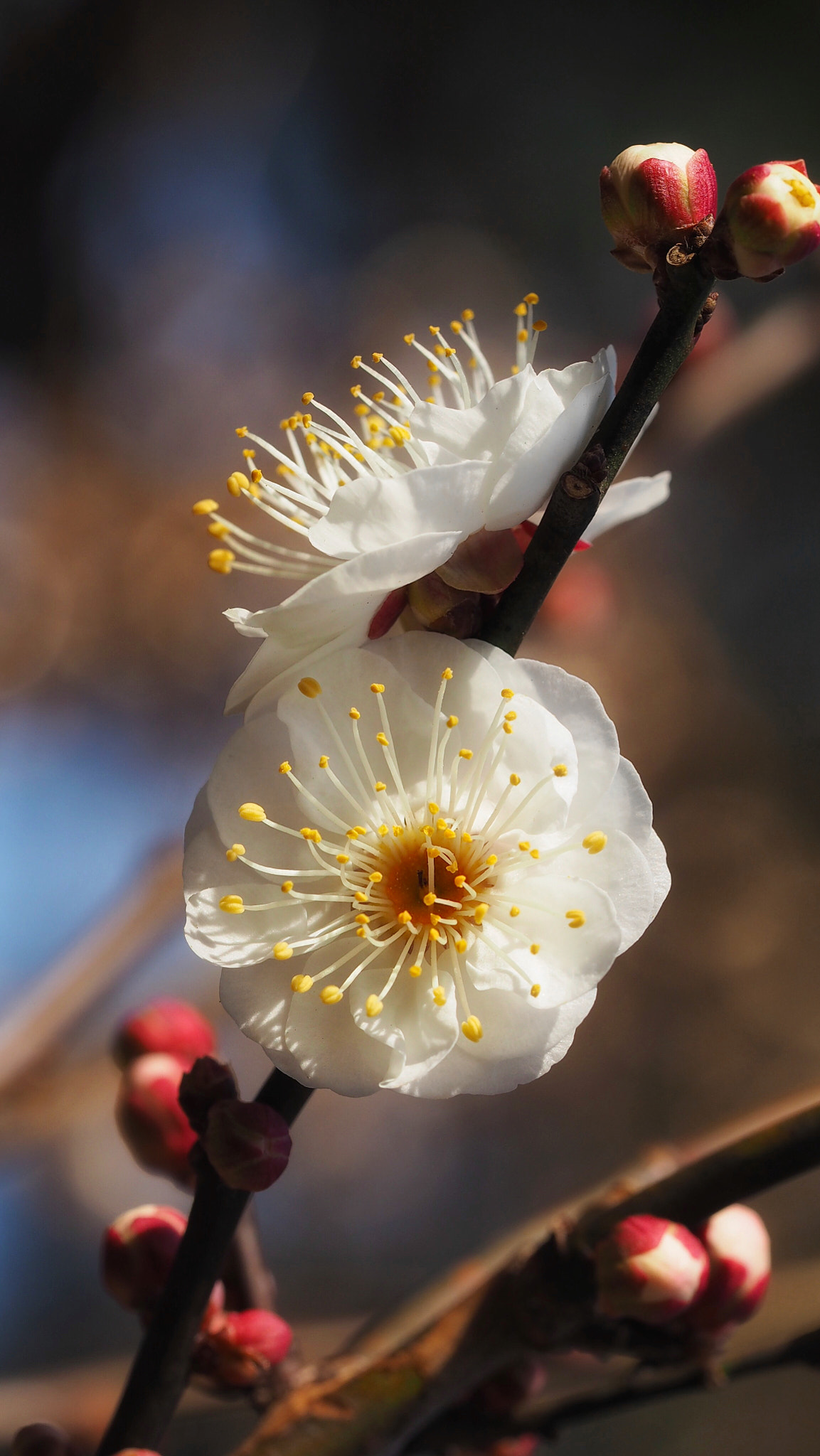 Olympus PEN E-PL7 sample photo. White plum photography