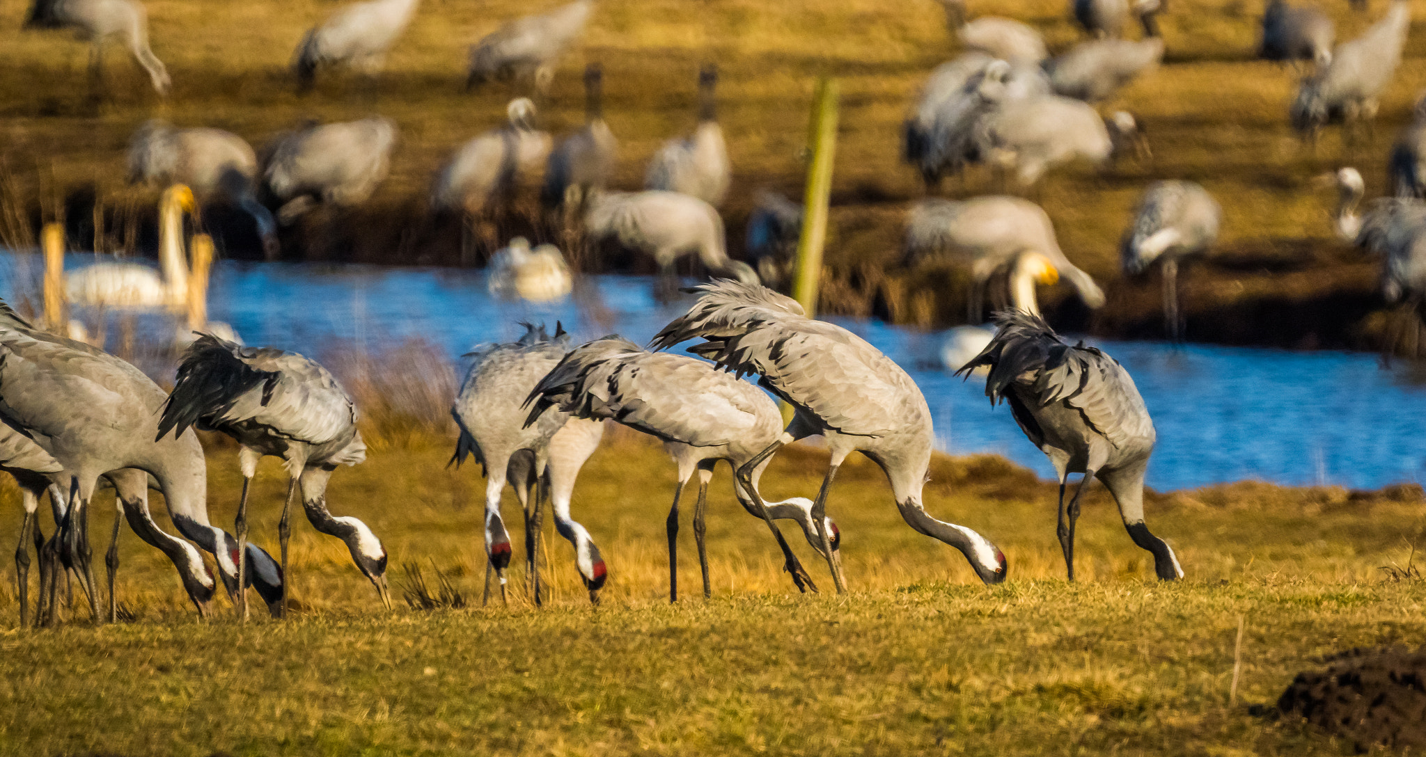 Sony ILCA-77M2 sample photo. Common cranes eating photography