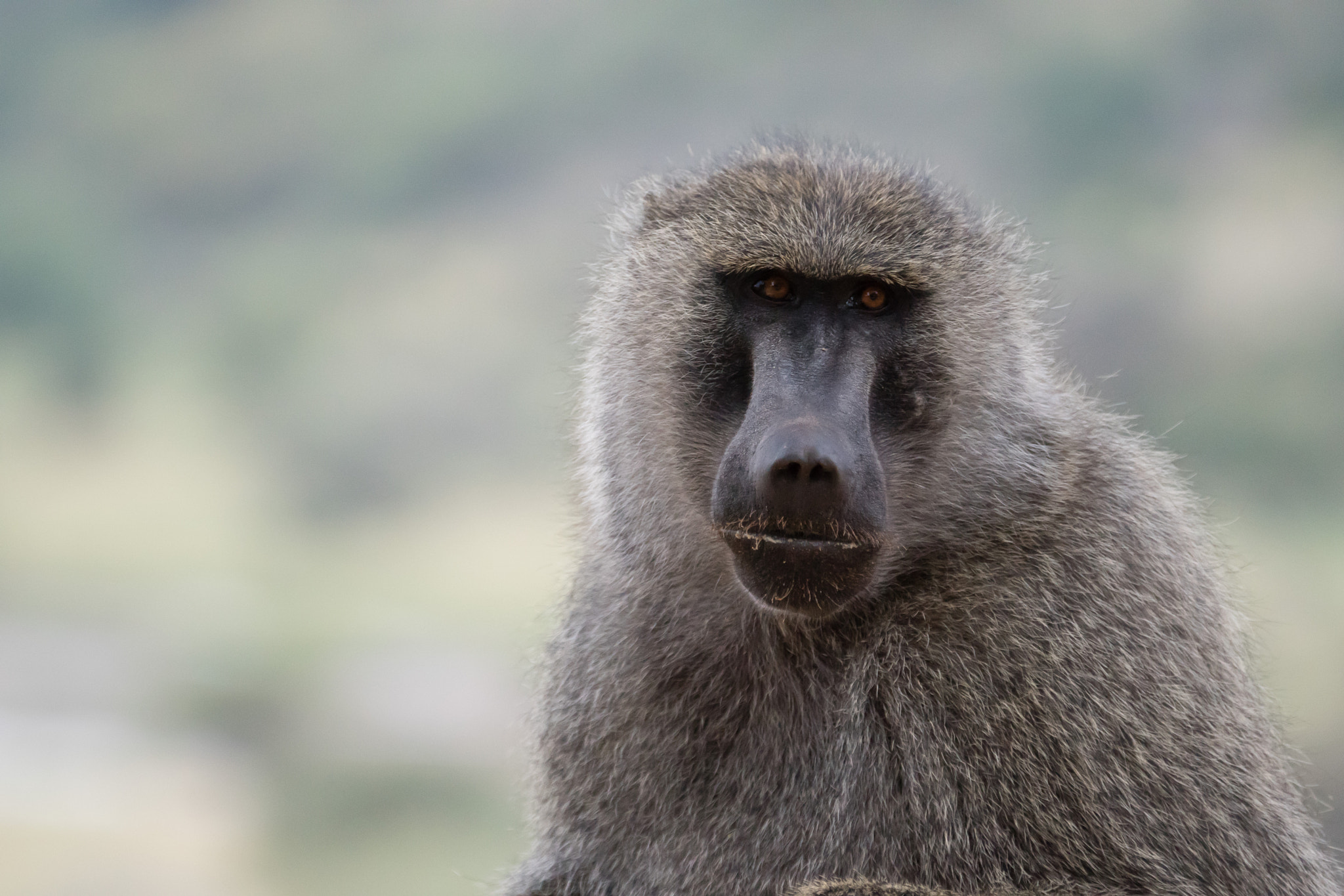 Sony ILCA-77M2 sample photo. Baboon photography