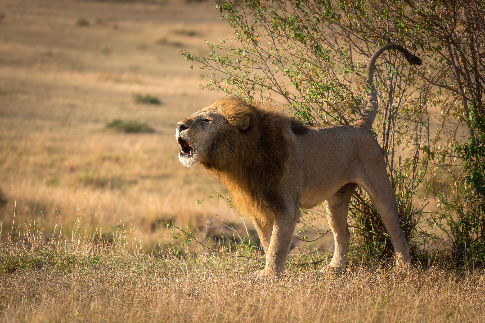 Nikon AF-S Nikkor 70-200mm F4G ED VR sample photo. Lion, masai mara, kenya photography
