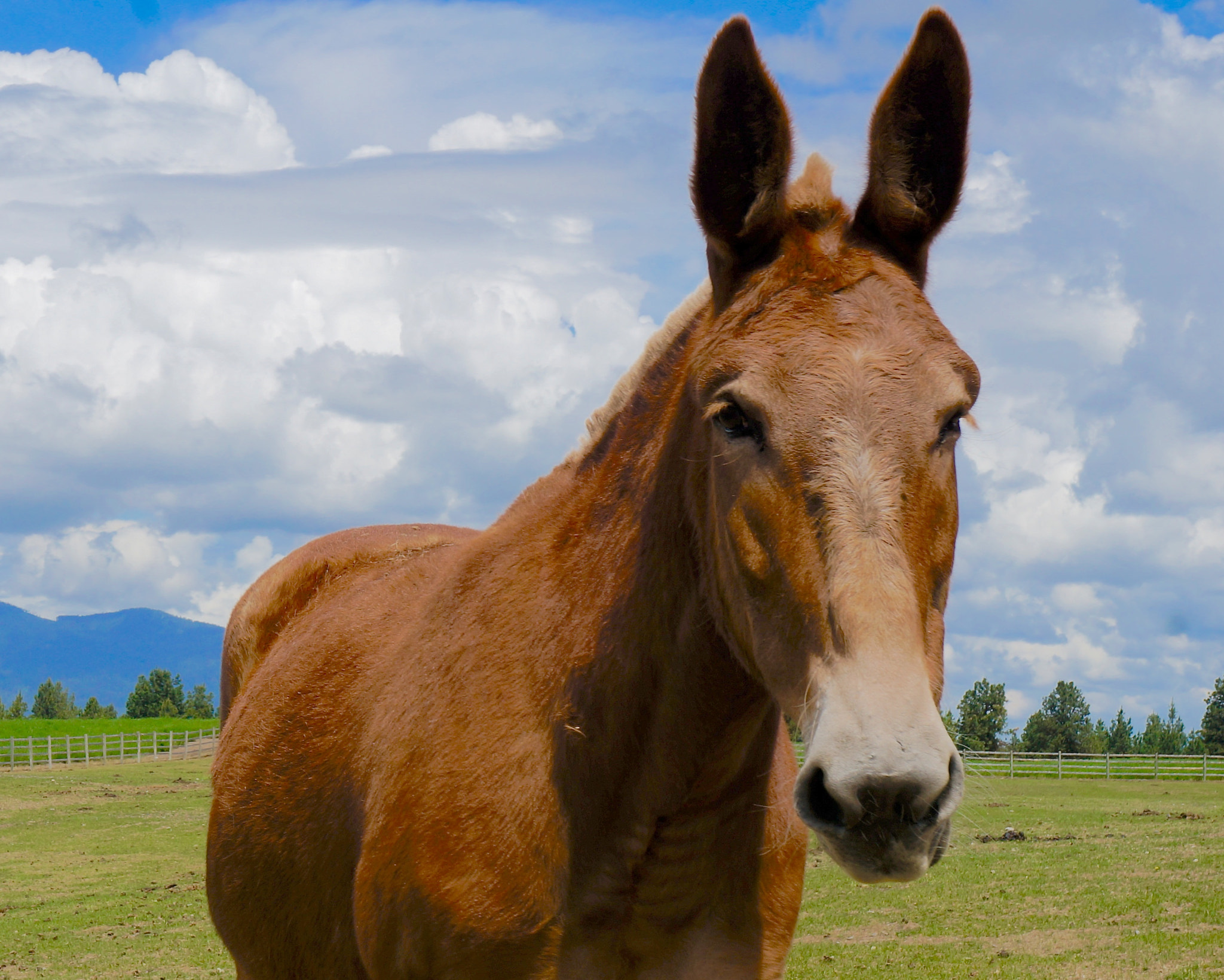 Sony E 18-50mm F4-5.6 sample photo. Farm chief photography