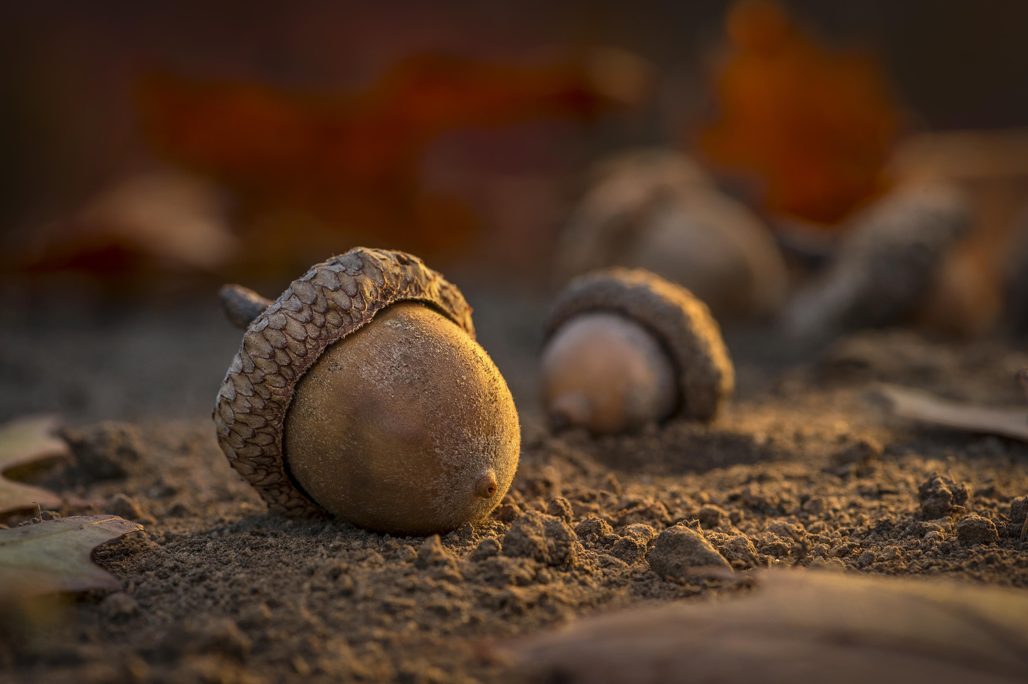 Nikon D4 sample photo. Acornautumn photography
