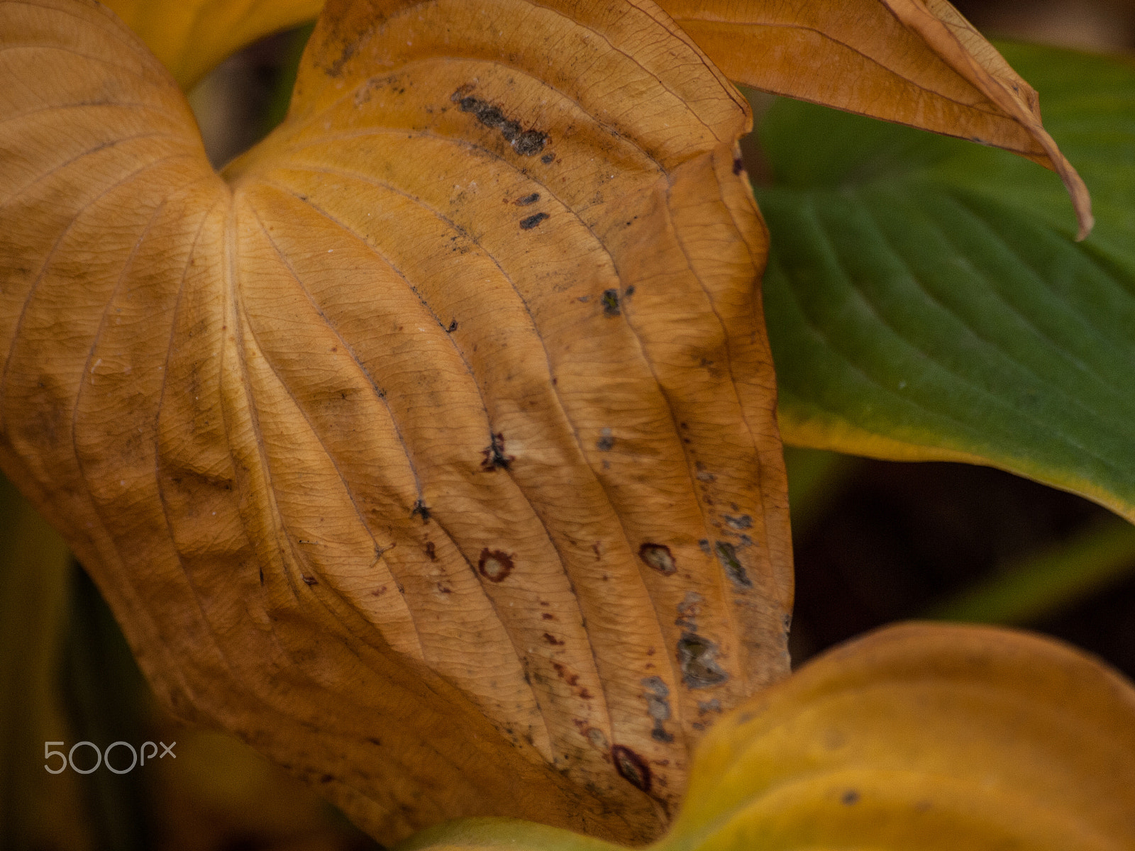 Olympus Zuiko Digital ED 70-300mm F4.0-5.6 sample photo. End of season photography