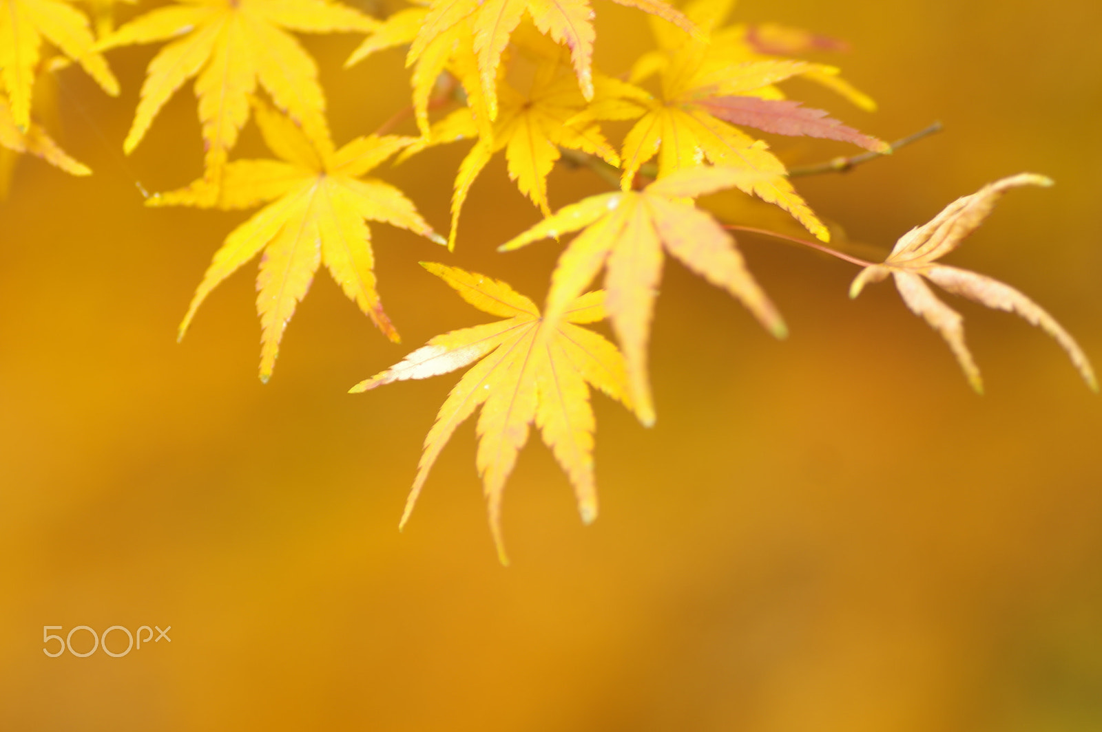 Tamron SP AF 90mm F2.8 Di Macro sample photo. Yellow in yellow photography