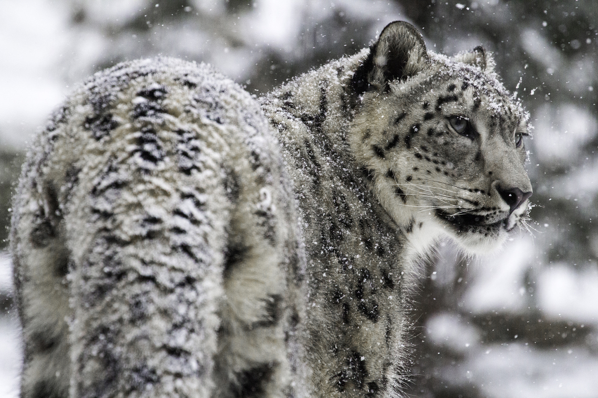 Canon EOS 60D sample photo. Snow leopard photography