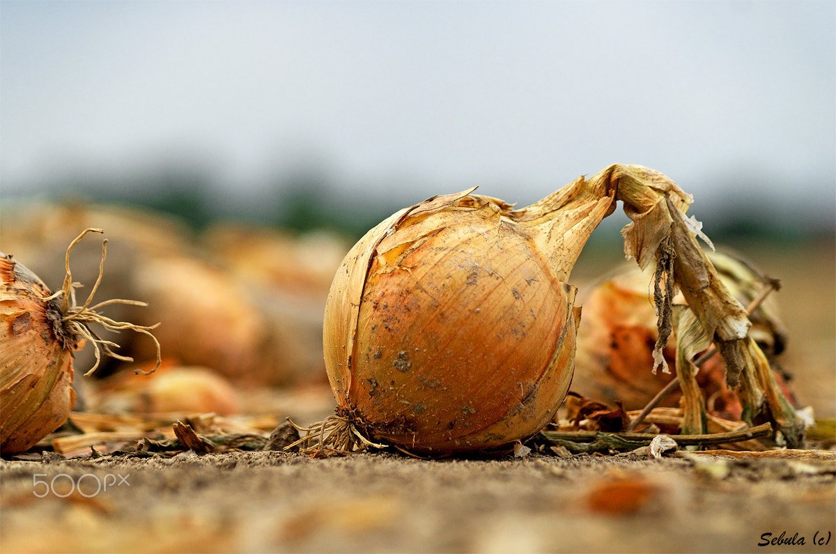 Sony DT 55-200mm F4-5.6 SAM sample photo. Onion photography