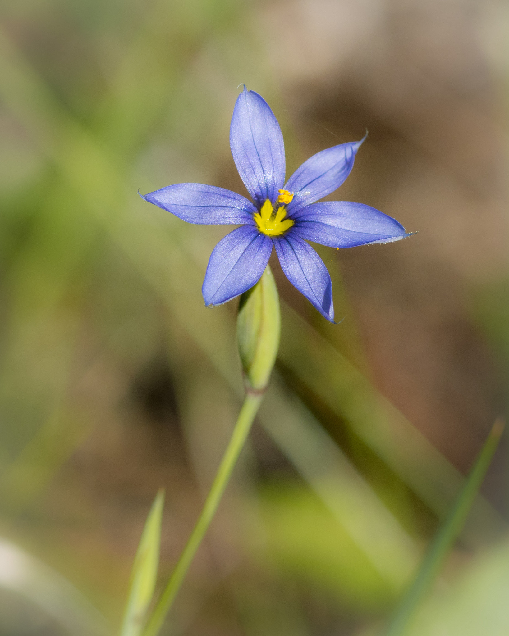 Olympus OM-D E-M1 + OLYMPUS 50mm Lens sample photo. Blue-eyed grass (sisyrinchium sp.) photography