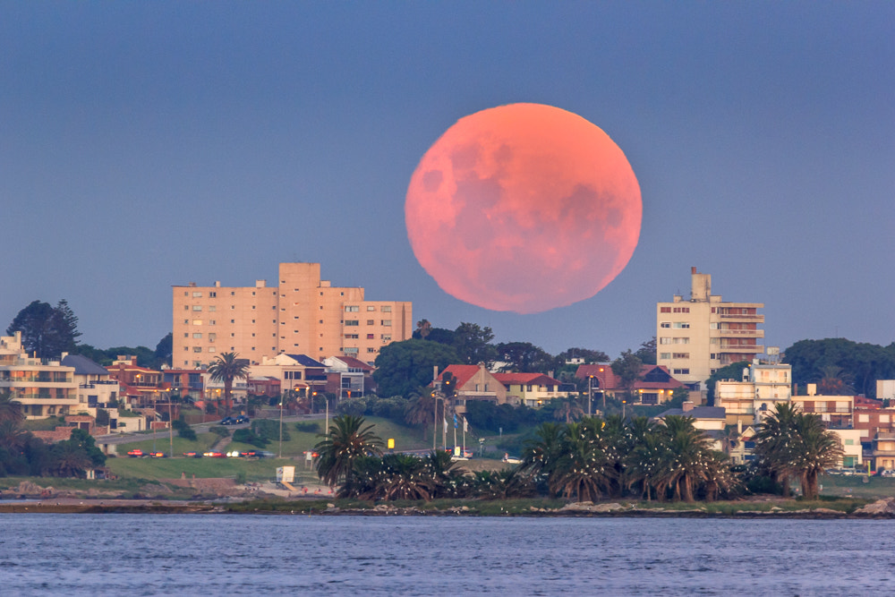 150-600mm F5-6.3 DG OS HSM | Contemporary 015 sample photo. [6535] full moon rising over punta gorda neighborh photography