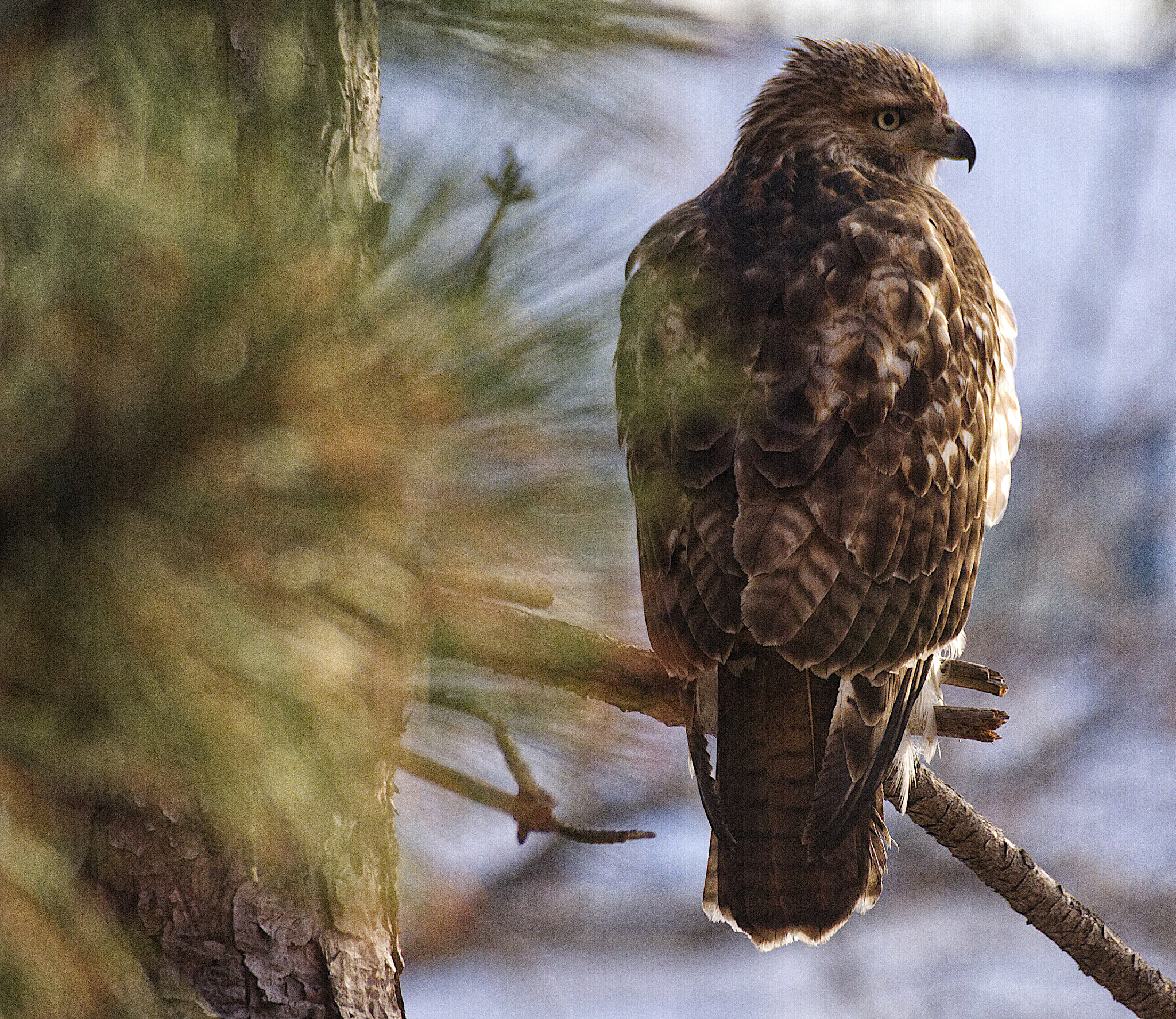 Nikon D7100 + Sigma 70-300mm F4-5.6 DG OS sample photo. Bird's-level view photography