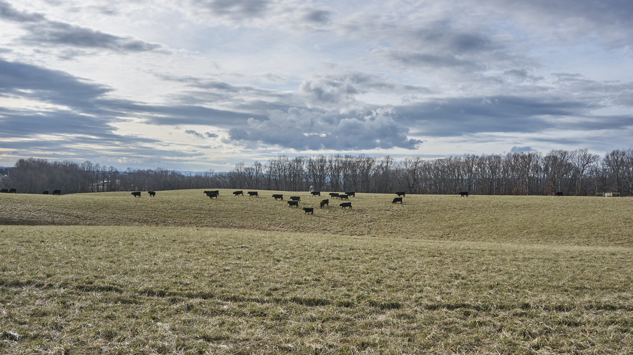 Sony E 20mm F2.8 sample photo. Grazing photography