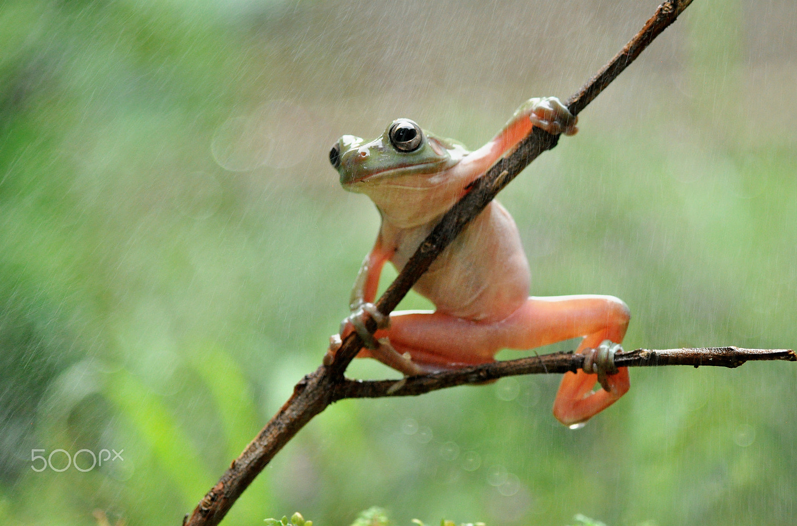 Nikon D5000 + Tamron SP 90mm F2.8 Di VC USD 1:1 Macro sample photo. Frog and the rain,frog,dumpy,rain photography