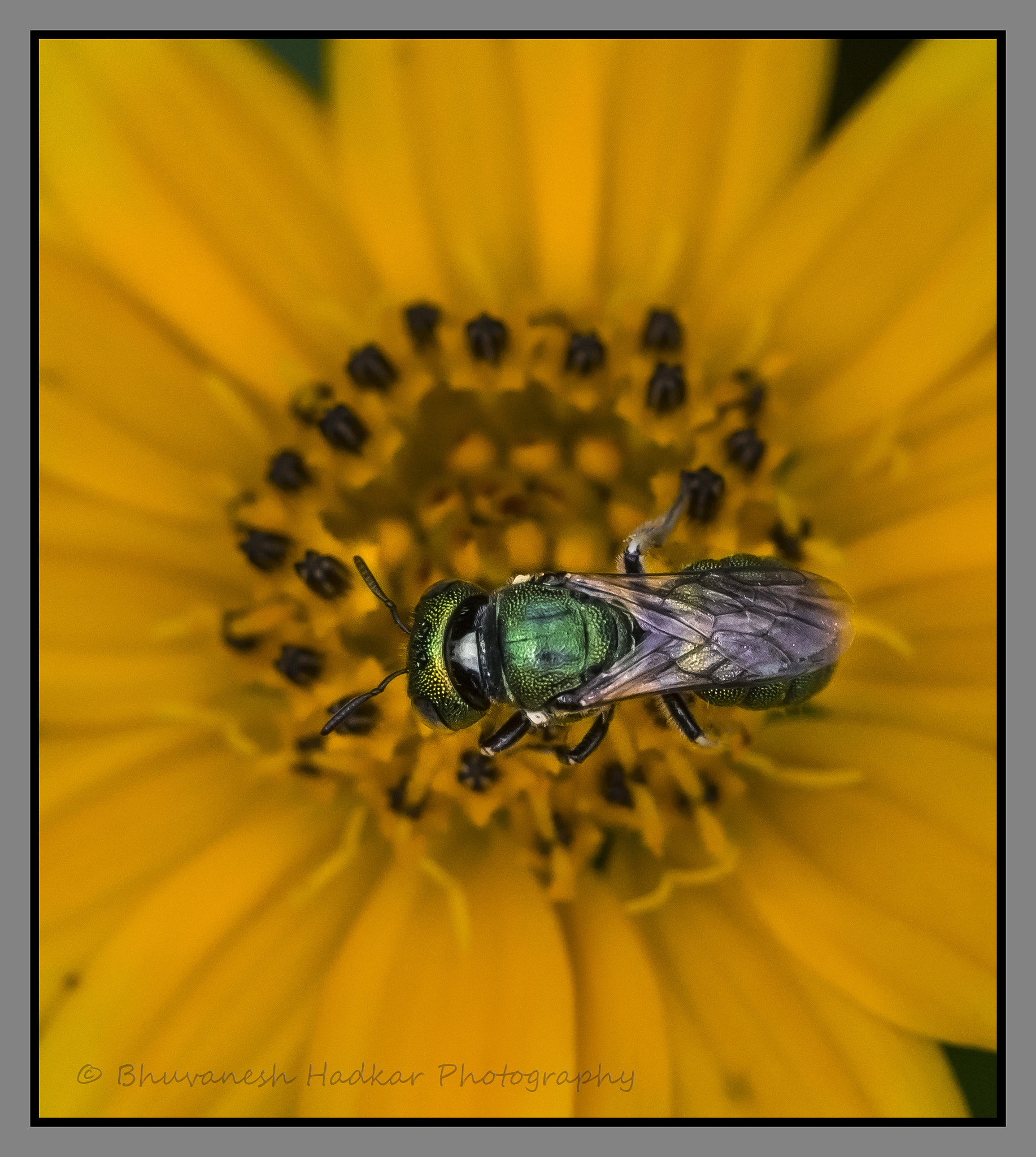 Nikon D800 sample photo. The fly photography