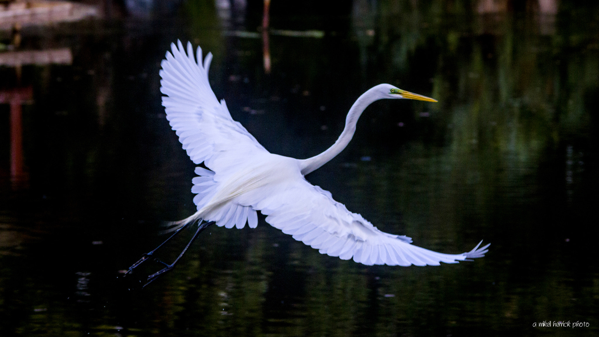 Canon EOS 60D sample photo. Great graceful egret photography